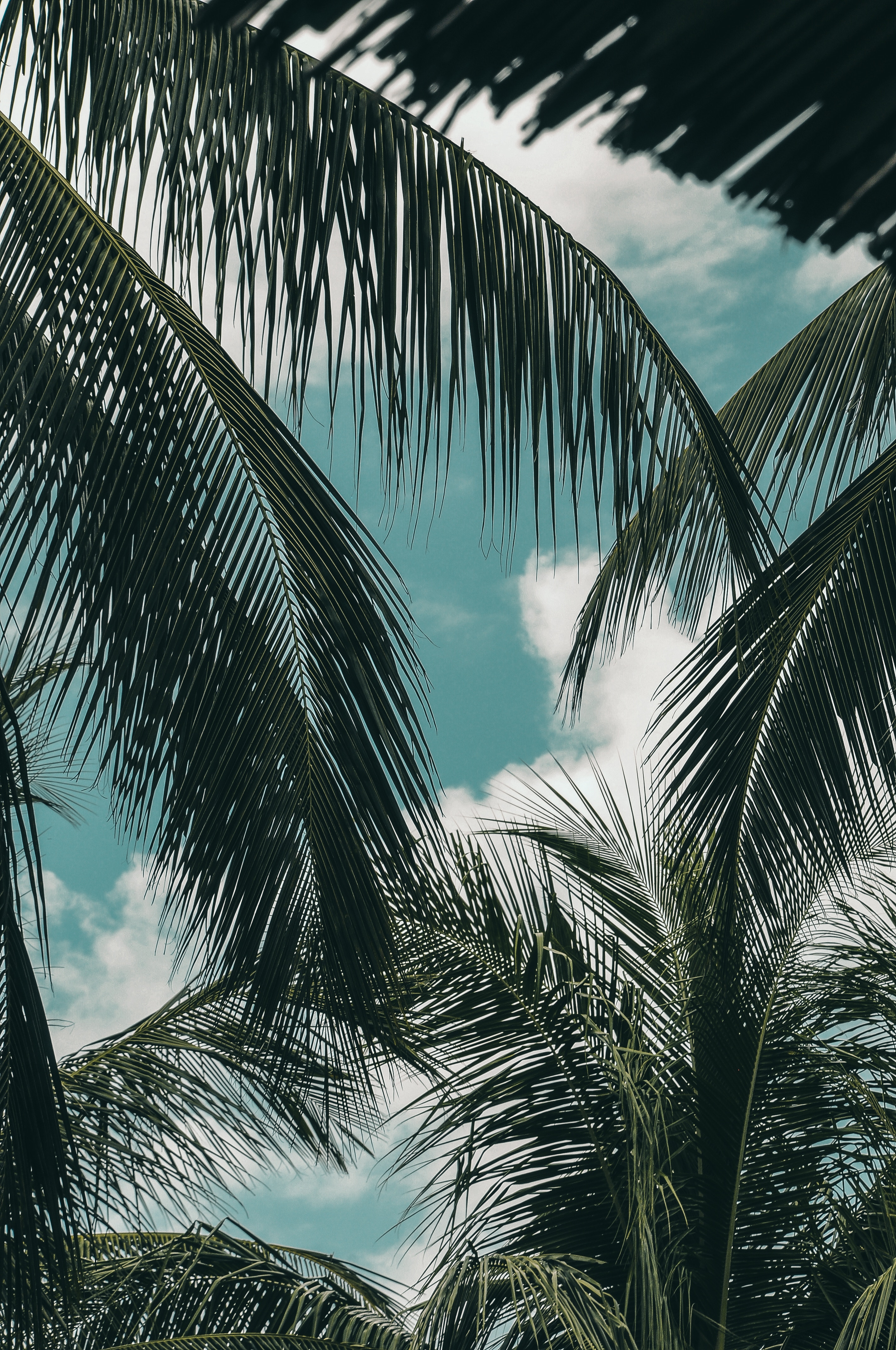 Download mobile wallpaper Clouds, Branches, Palm, Sky, Nature, Tropics for free.