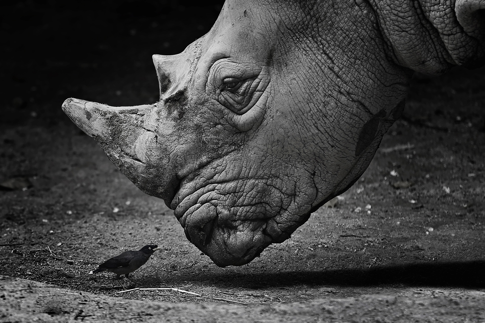 439922 скачать картинку носорог, животные, птицы, чёрно белое, крупный план - обои и заставки бесплатно