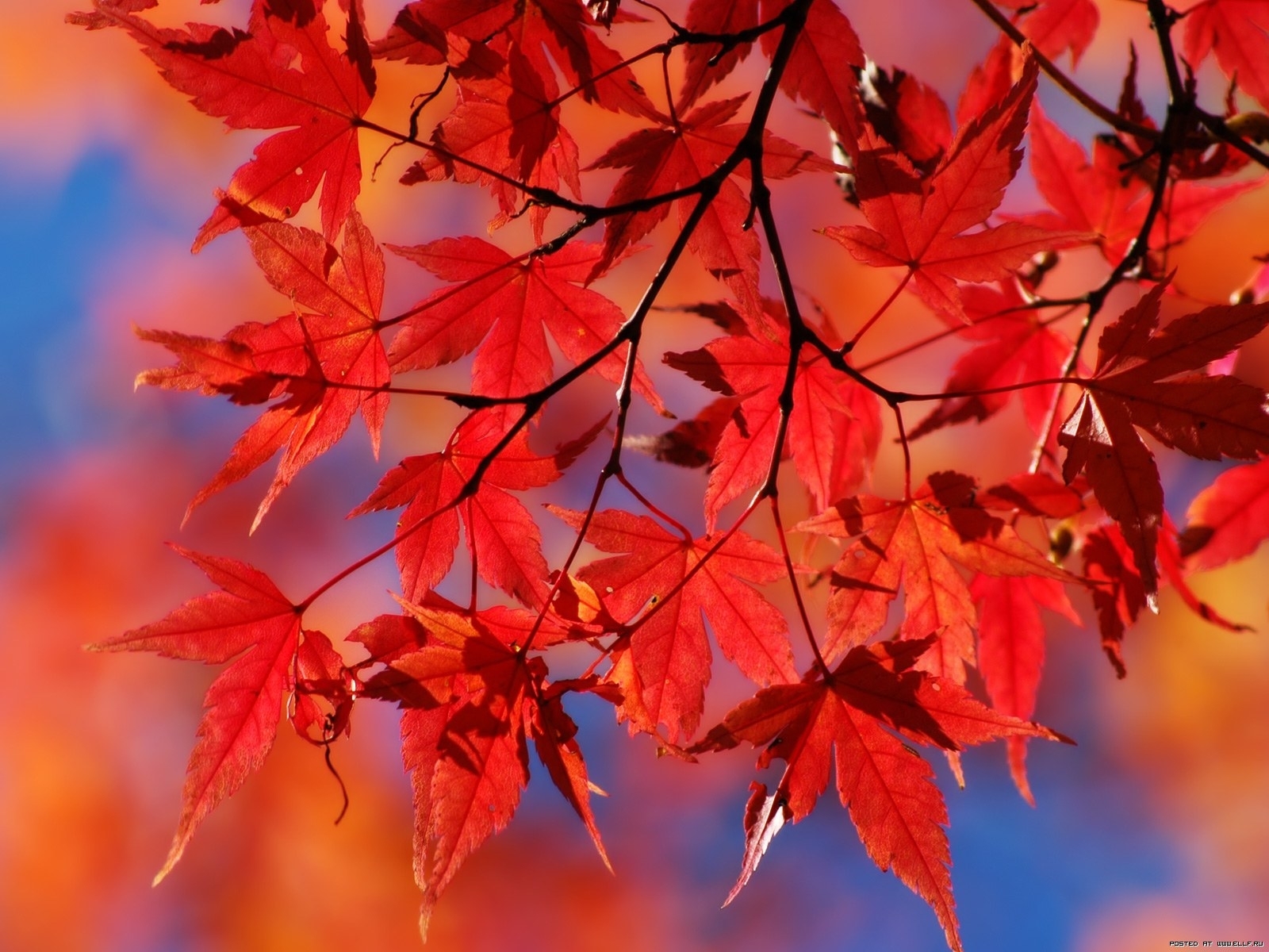在您的 PC 桌面上免費下載 植物, 秋, 叶 圖片