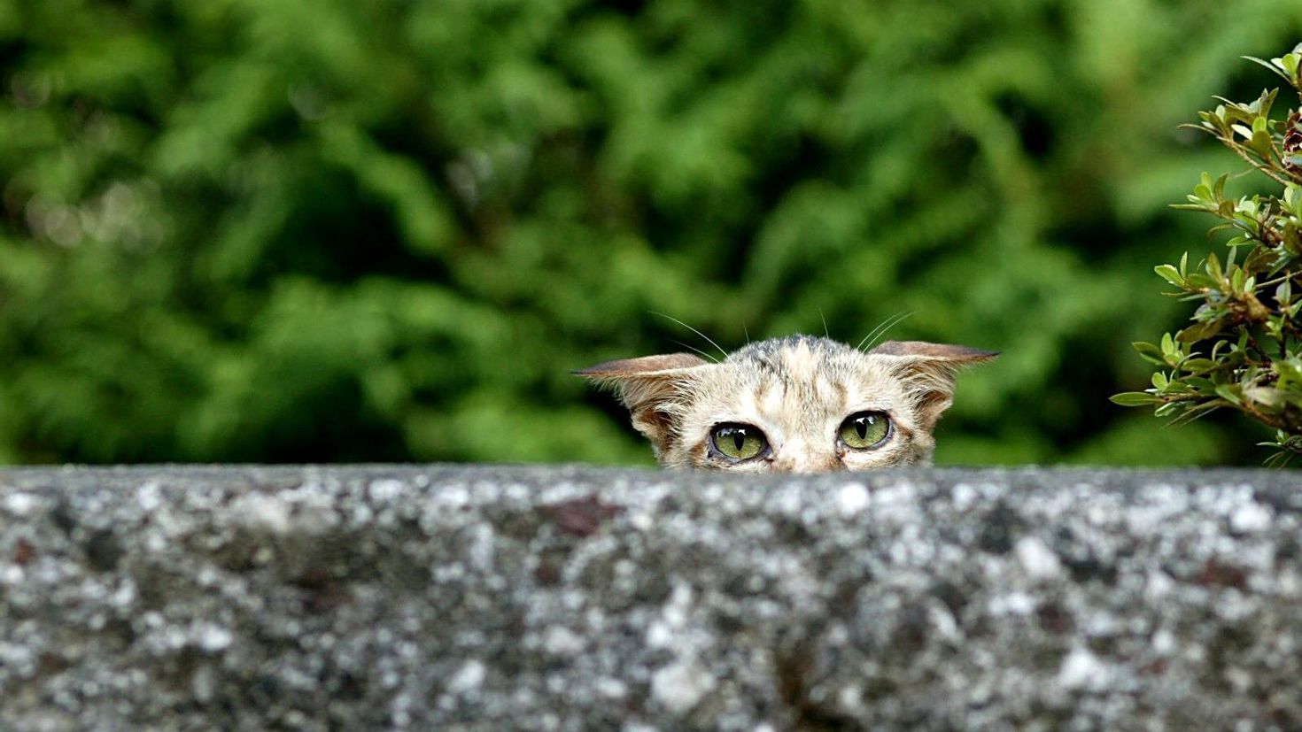 Фото выглядывающего кота