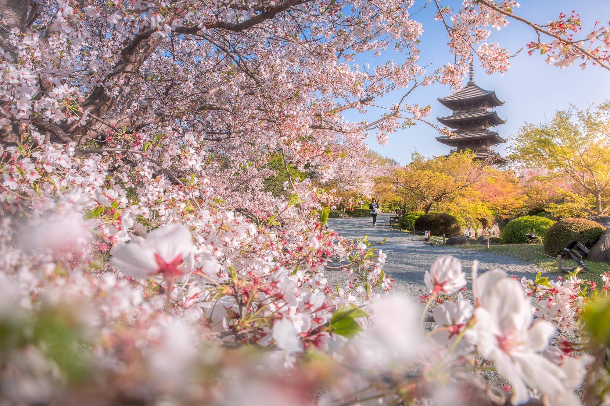 Download mobile wallpaper Sakura, Park, Pagoda, Japan, Temple, Spring, Temples, Kyoto, Blossom, Religious, Toji Temple for free.