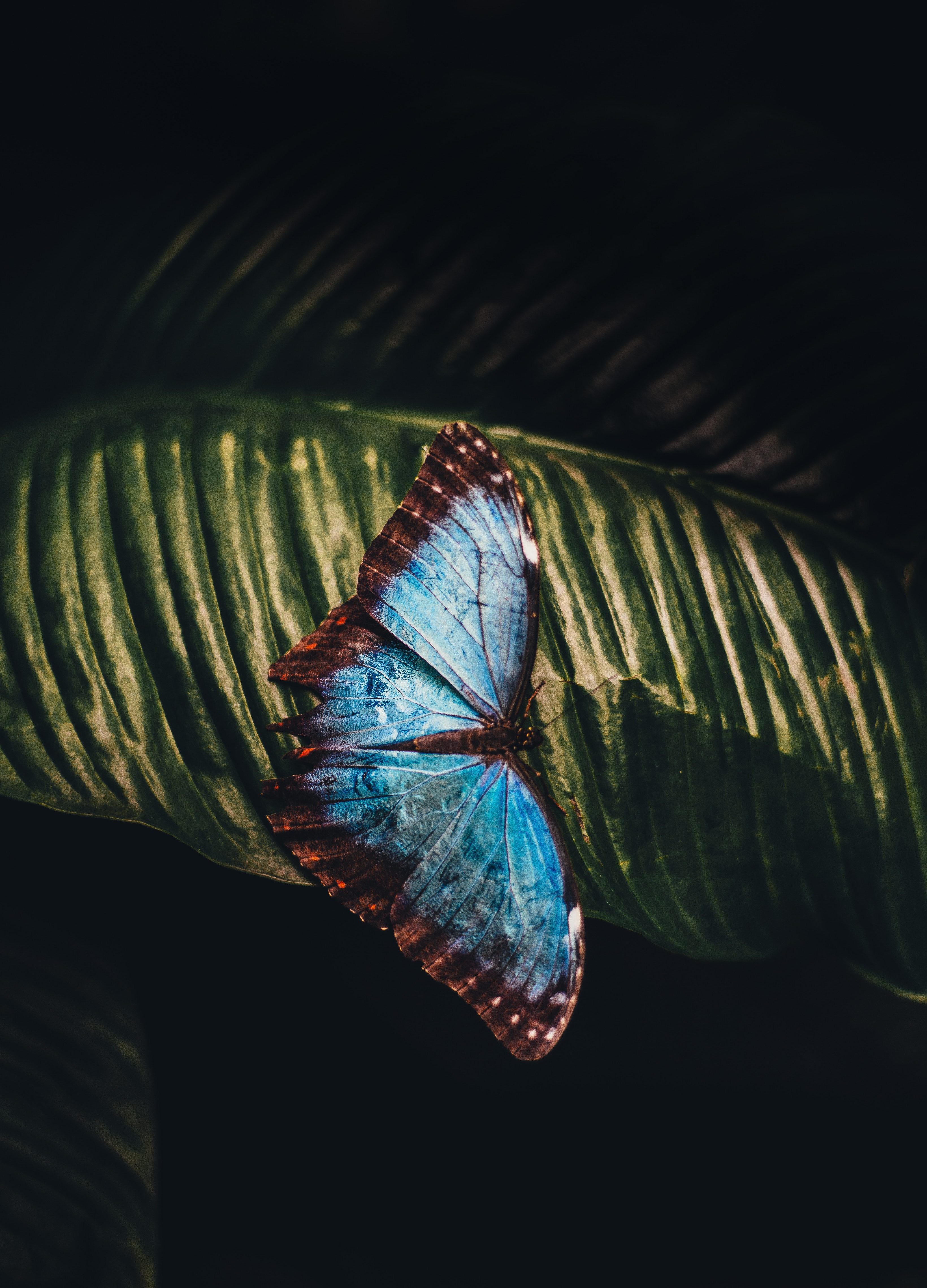 Laden Sie das Makro, Blatt, Insekt, Schmetterling-Bild kostenlos auf Ihren PC-Desktop herunter