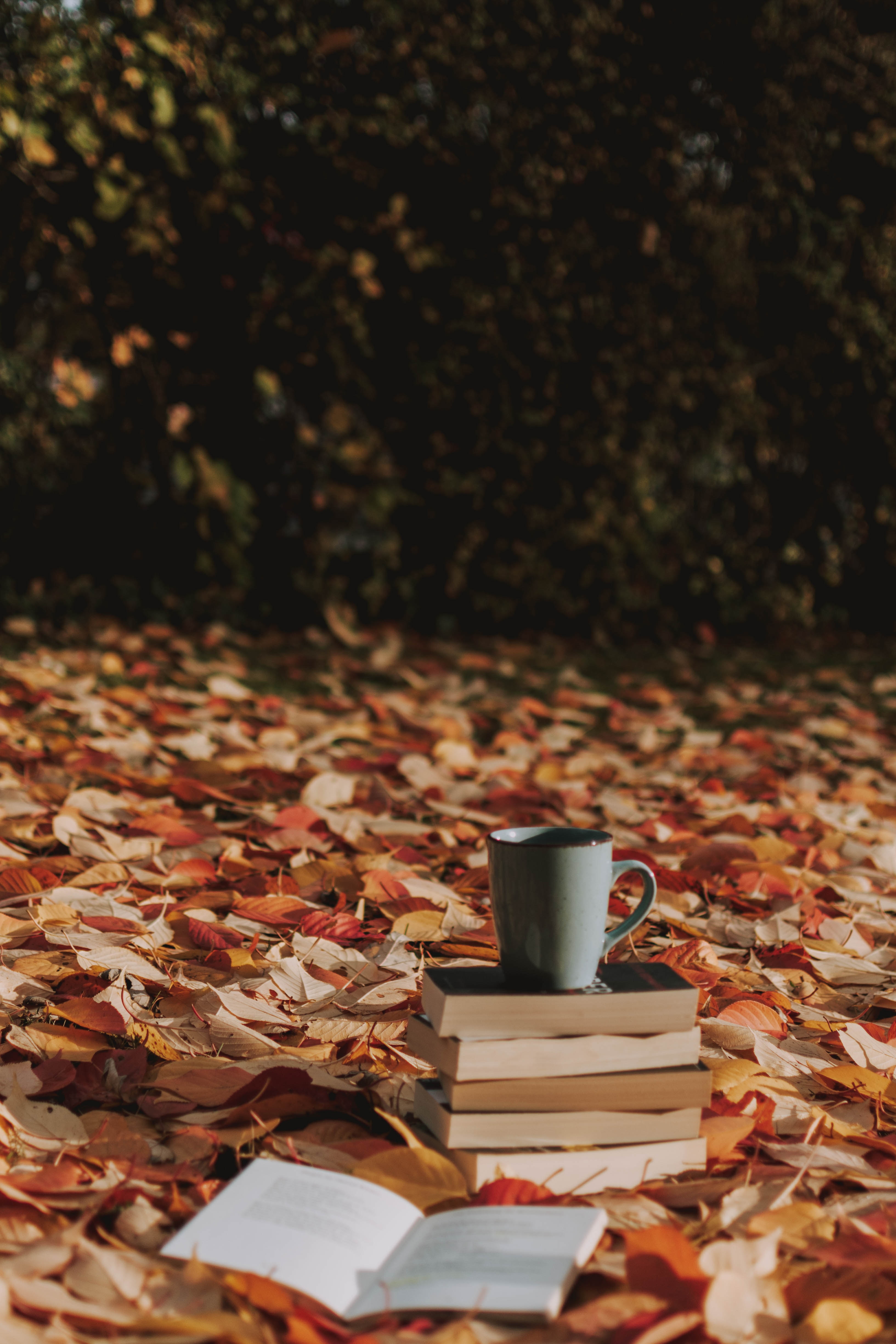 books, autumn, cup, miscellanea, miscellaneous, foliage, mug 4K Ultra