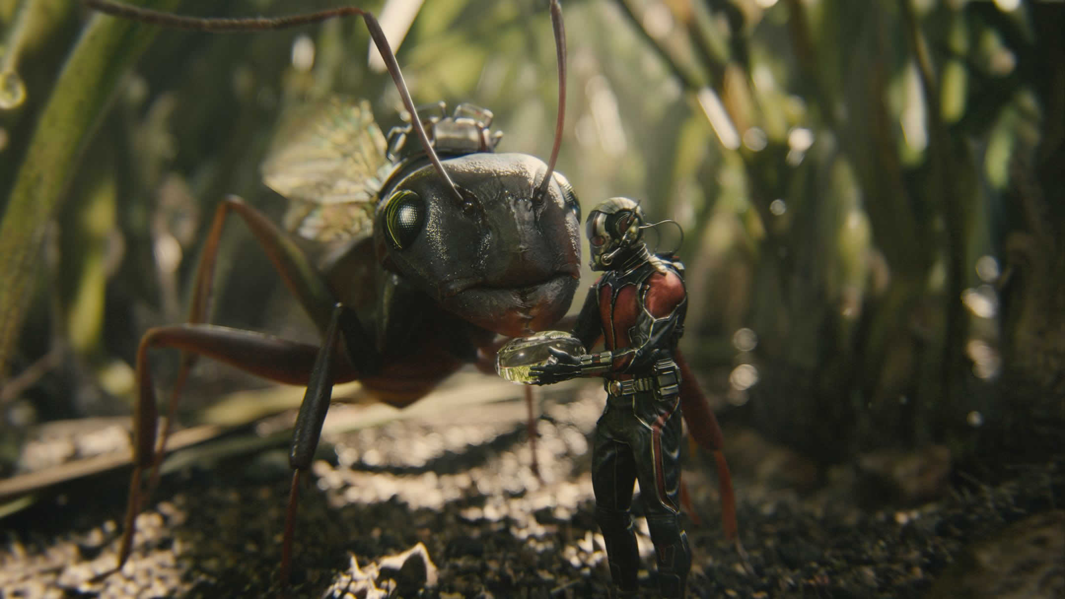 Человек муравей бесплатный. Муравей Энтони Марвел. Ant-man 2015. Человек муравей маленький. Человек муравей Кадр.