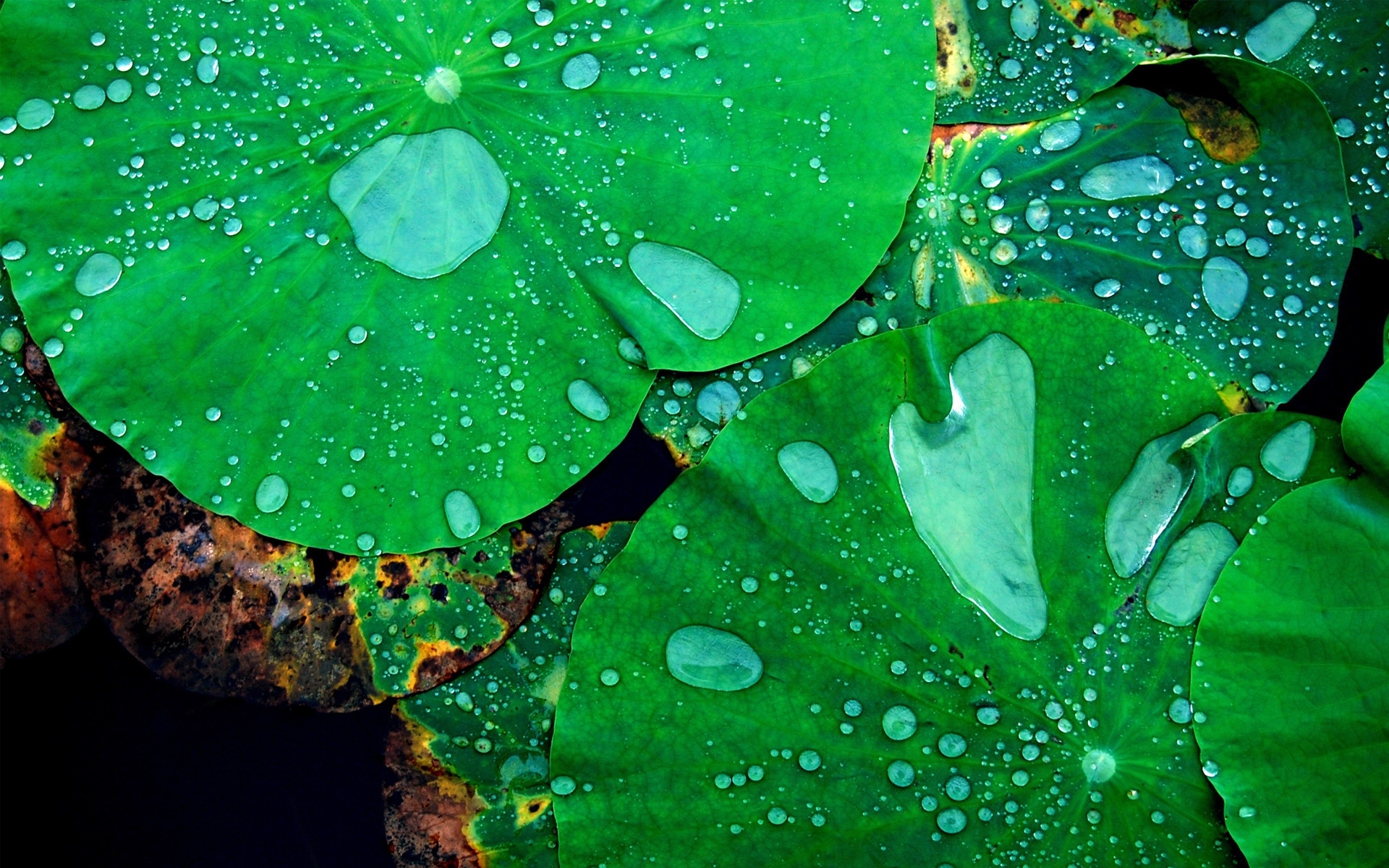 Handy-Wallpaper Pflanzen, Wasser, Blätter, Drops kostenlos herunterladen.