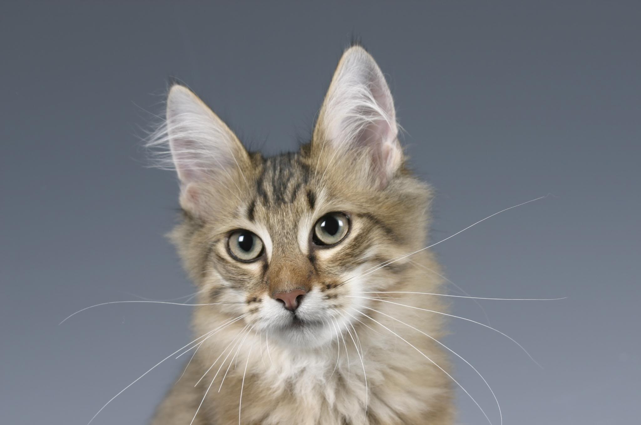 Laden Sie das Katze, Der Kater, Schnauze, Sicht, Meinung, Ohren, Flauschige, Tiere-Bild kostenlos auf Ihren PC-Desktop herunter