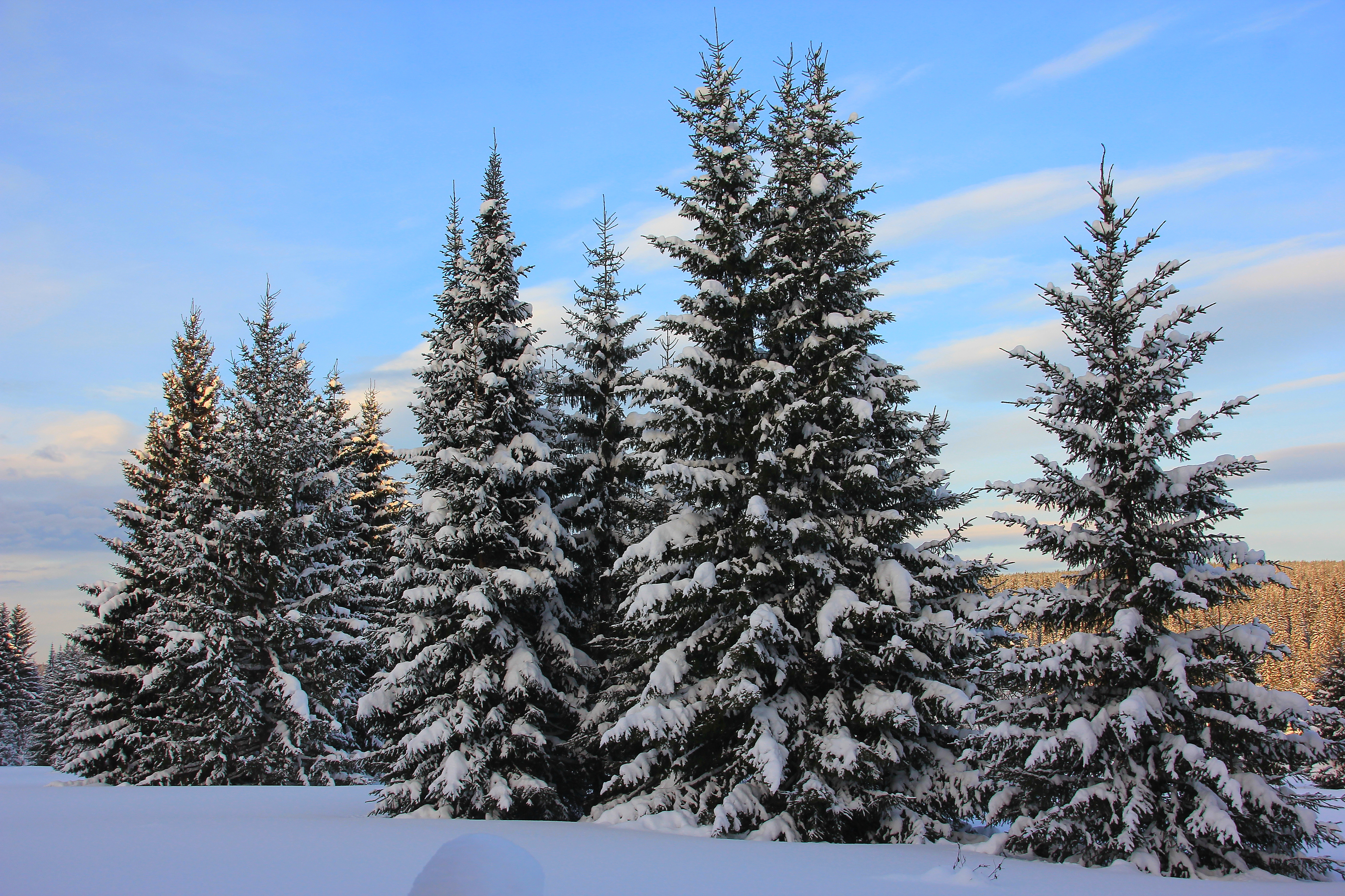 earth, winter, fir, forest, snow, tree 4K