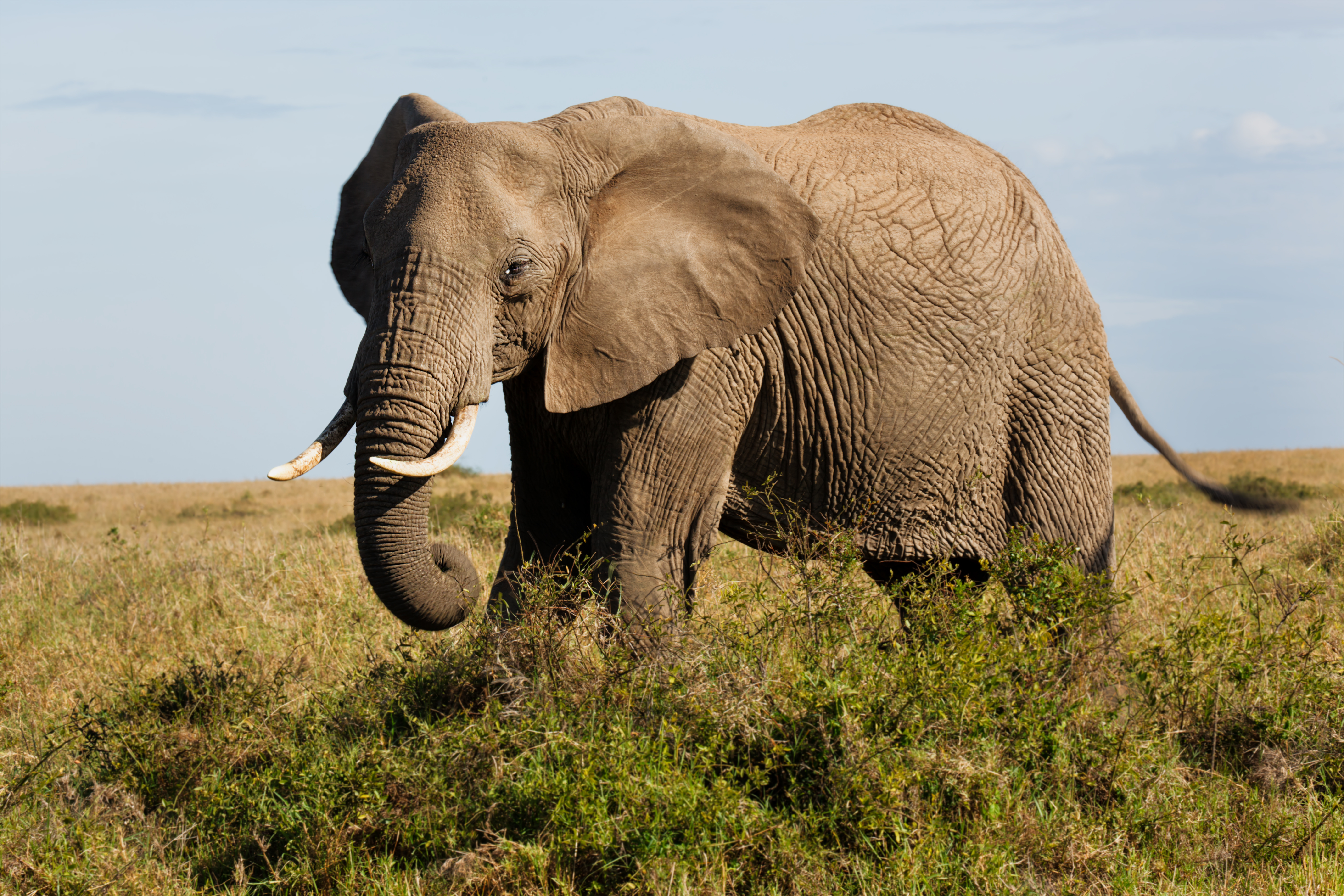 Elephant на русском языке. Слон. Африканский слон. Фото слонов. Изображение слона.