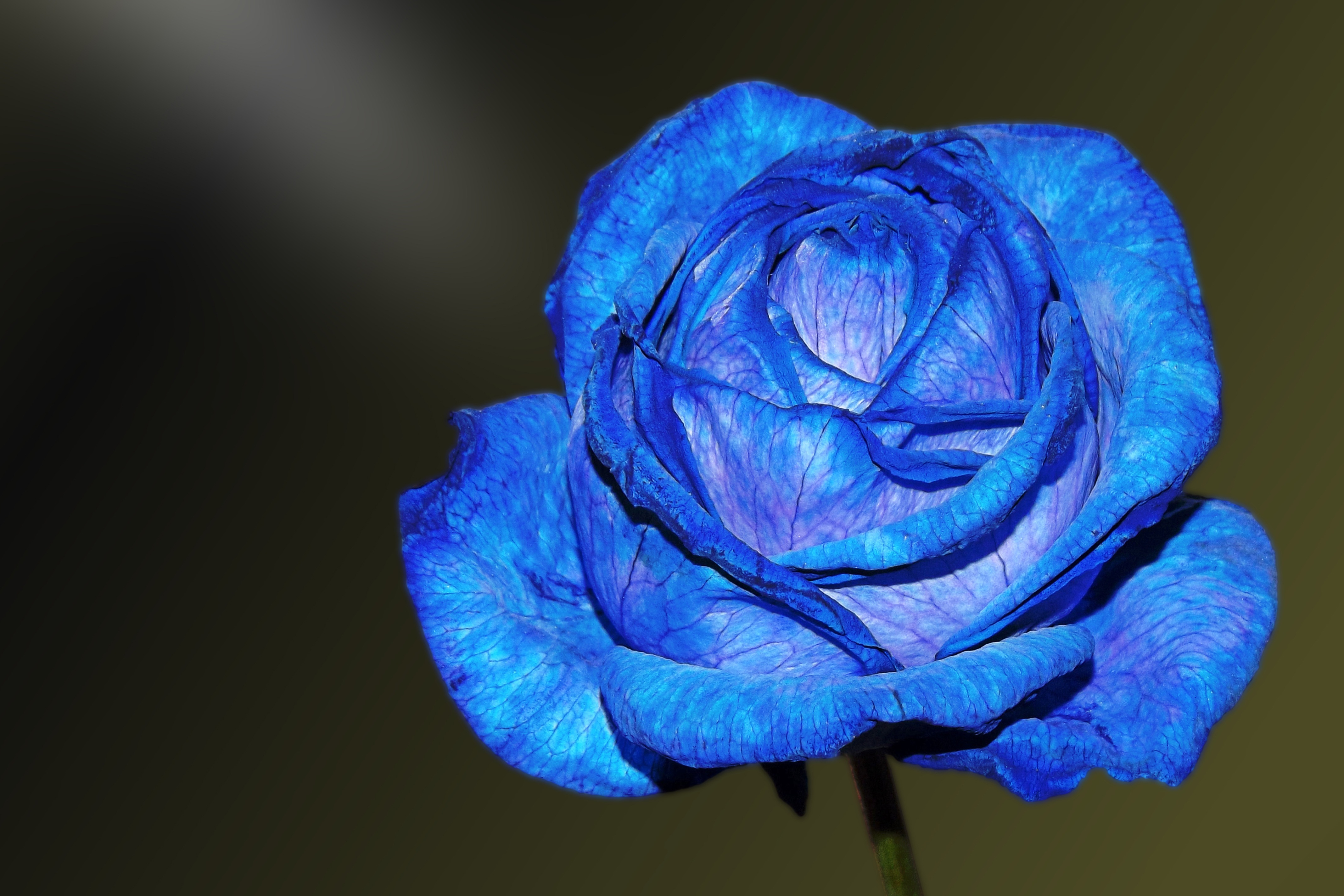 flowers, petals, bud, blue rose