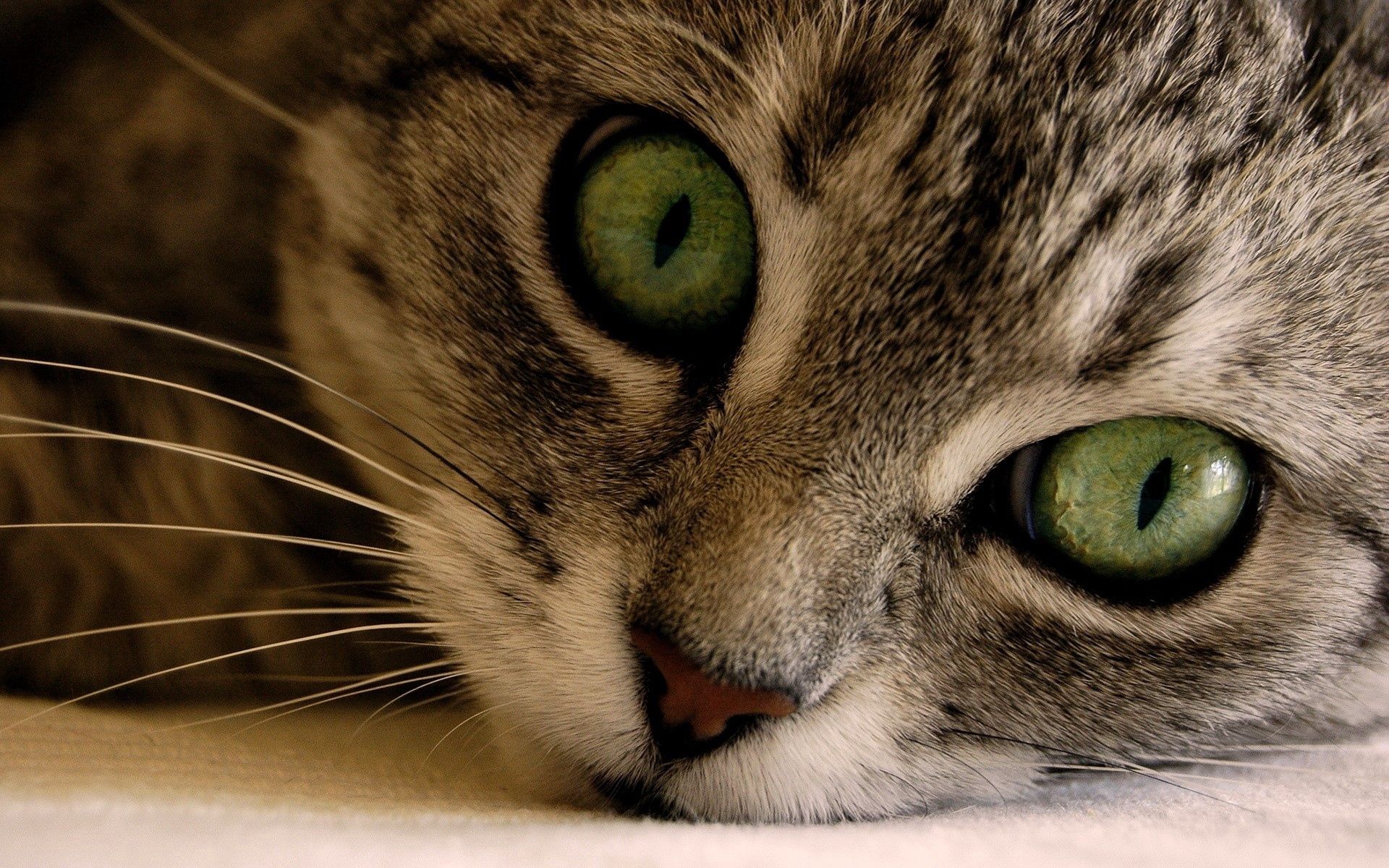 cat, eyes, animals, green, muzzle, striped, grey