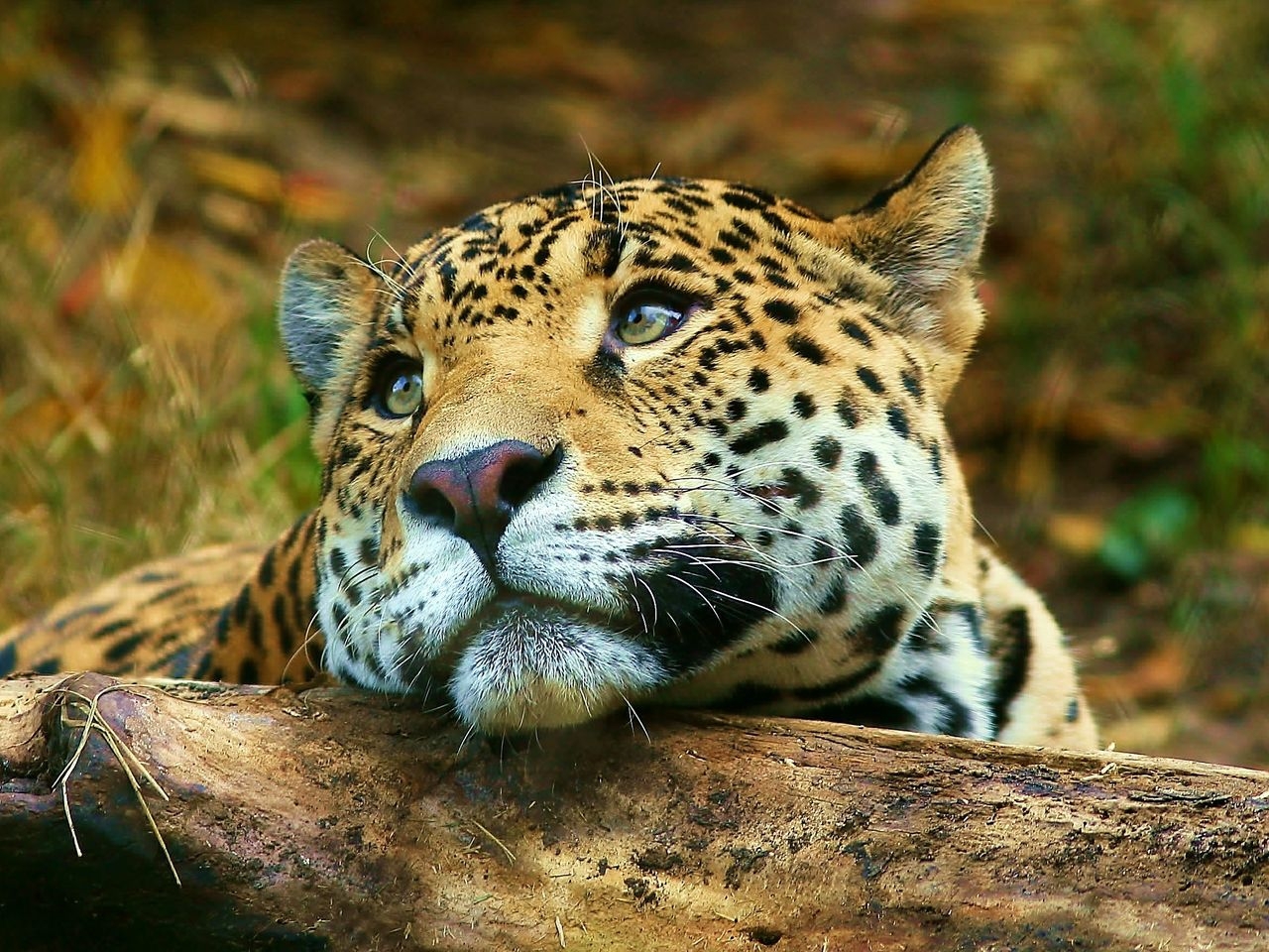 免费下载动物, 猎豹手机壁纸。
