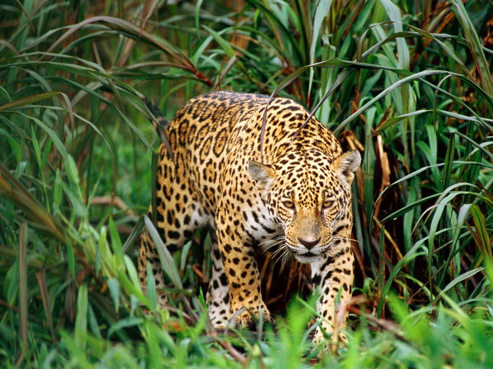 611 скачать обои леопарды, животные - заставки и картинки бесплатно
