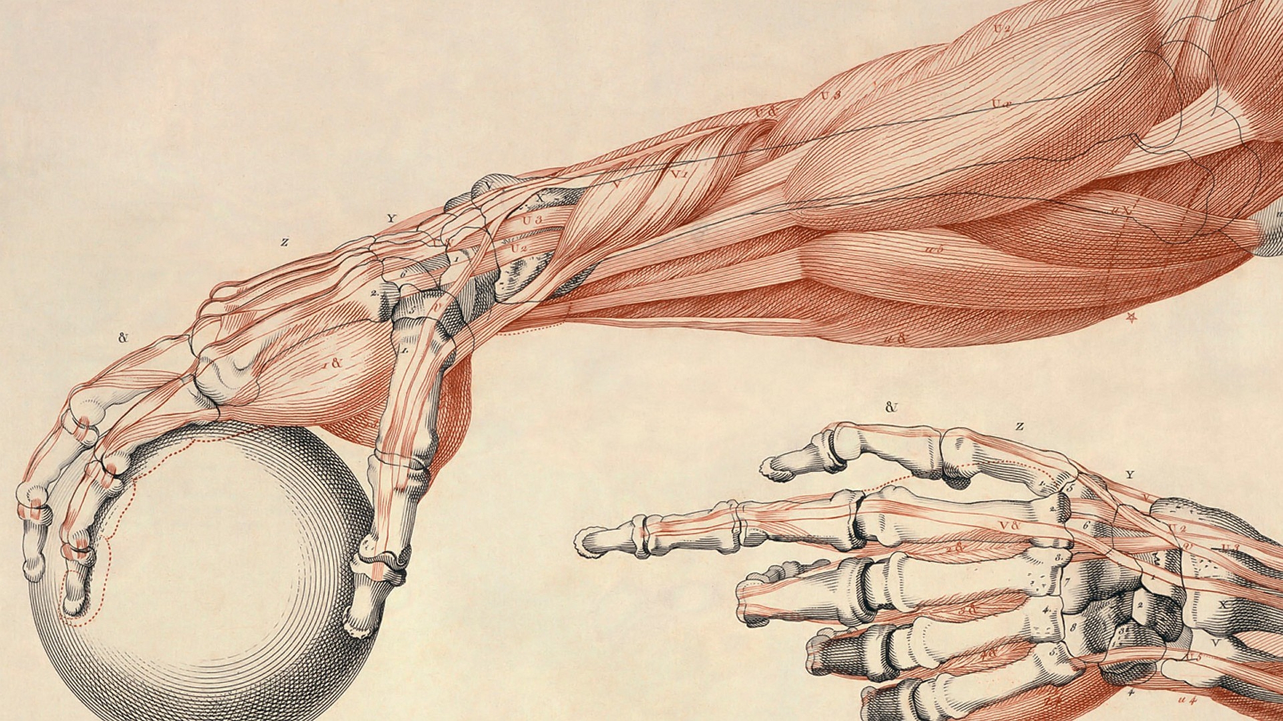 Операции верхних конечностей. Анатомия руки мышцы и сухожилия человека. Сухожилия кисти руки анатомия. Баммес анатомия руки. Мышцы кисти руки человека анатомия.