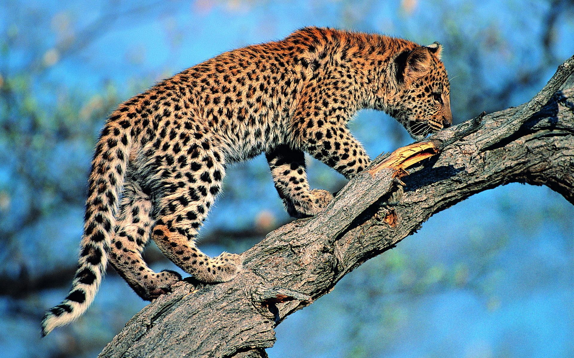 83397 baixar papel de parede animais, leopardo, madeira, árvore, cauda - protetores de tela e imagens gratuitamente