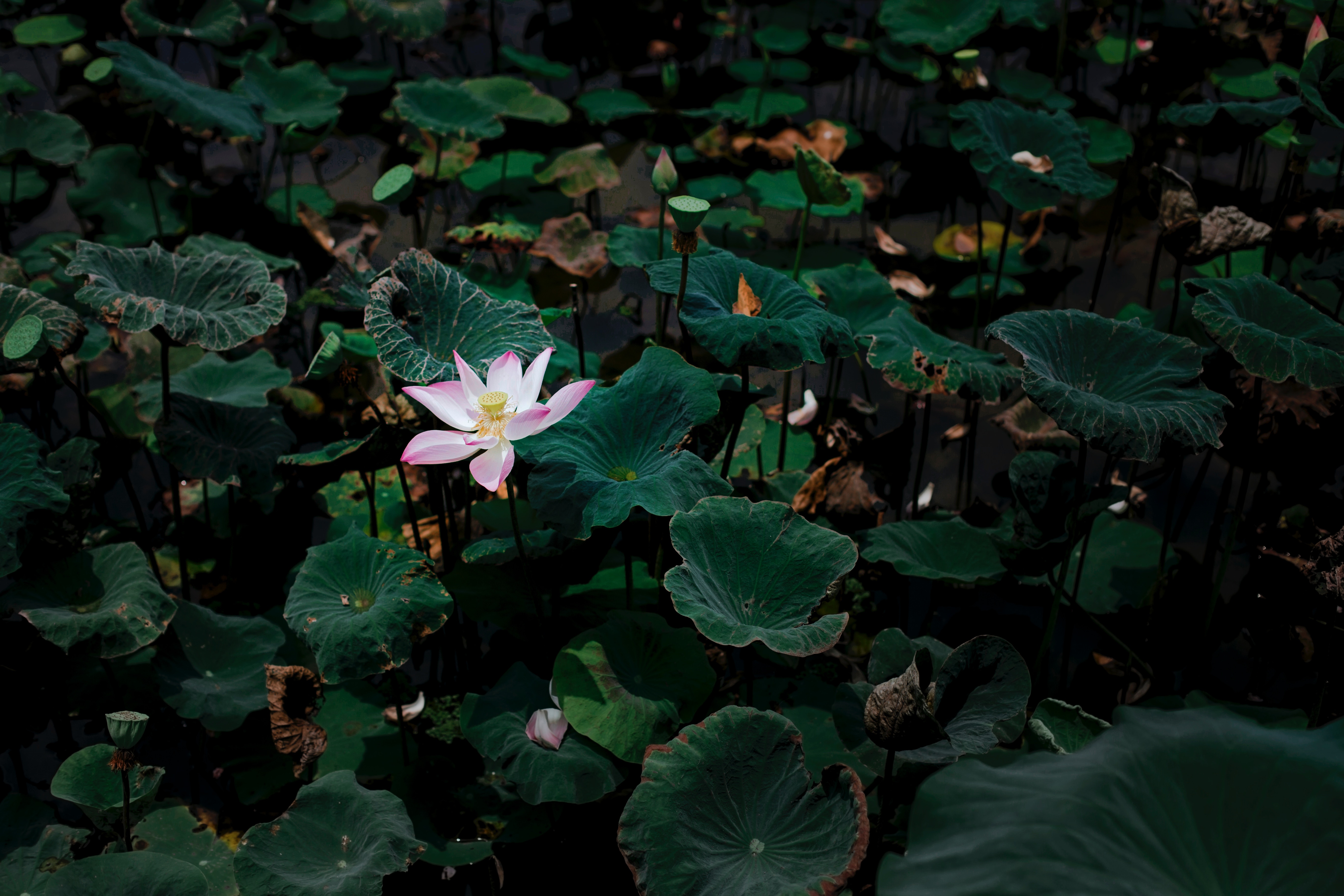 lotus, leaves, flowers, lake, flower