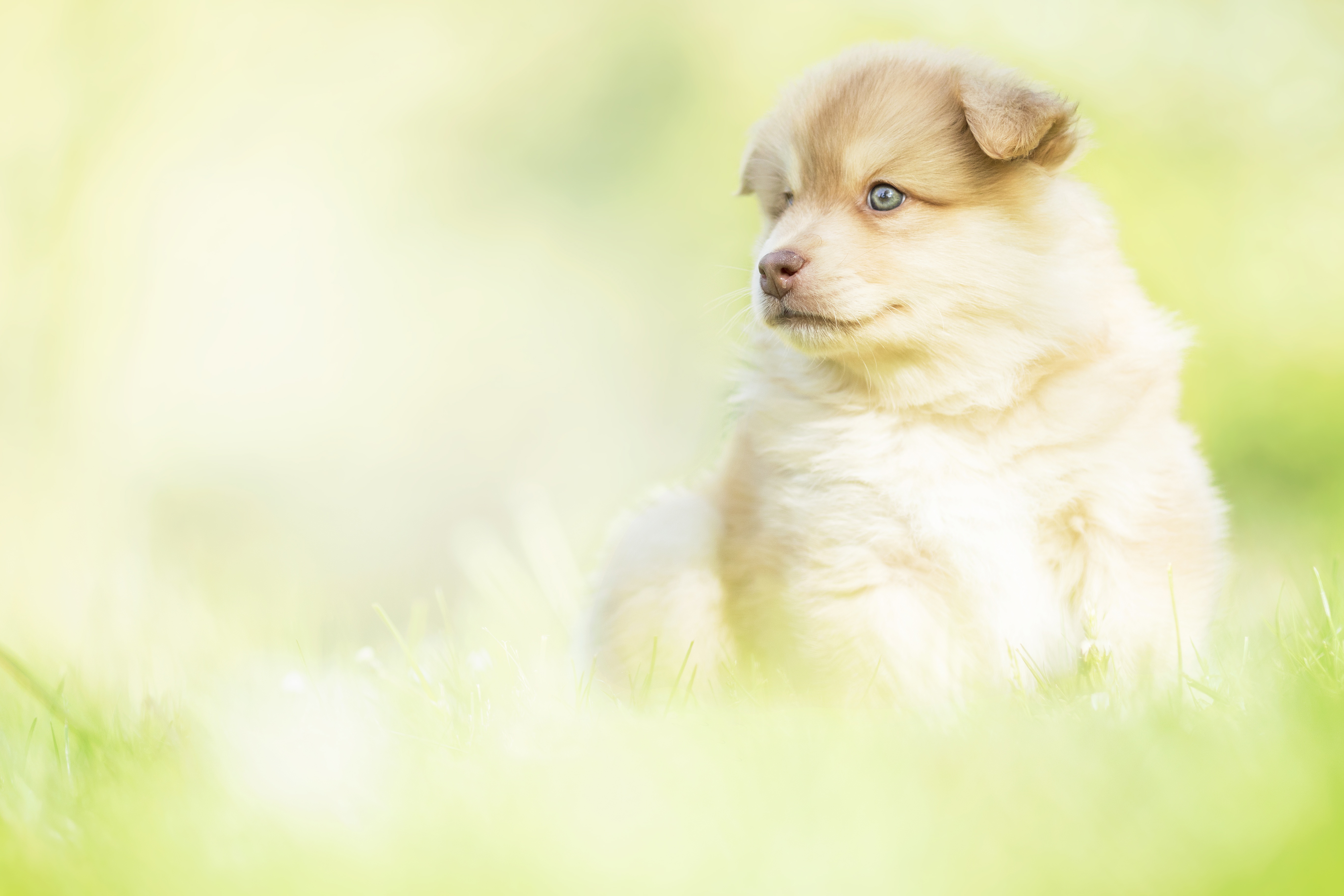 Download mobile wallpaper Dogs, Dog, Animal, Puppy, Finnish Lapphund, Baby Animal for free.