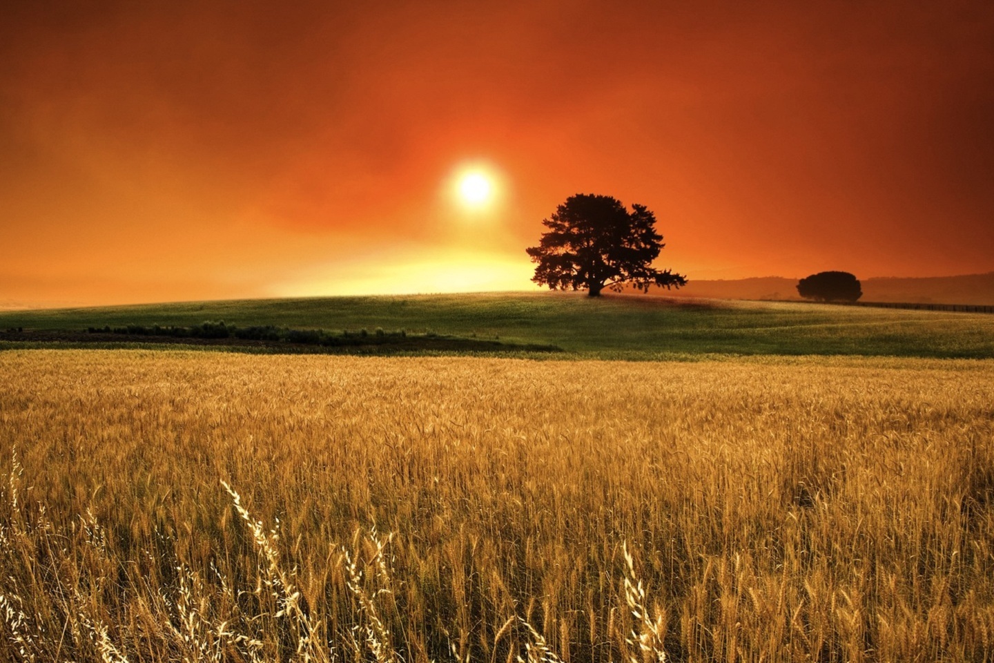 Download mobile wallpaper Trees, Sunset, Landscape, Fields for free.