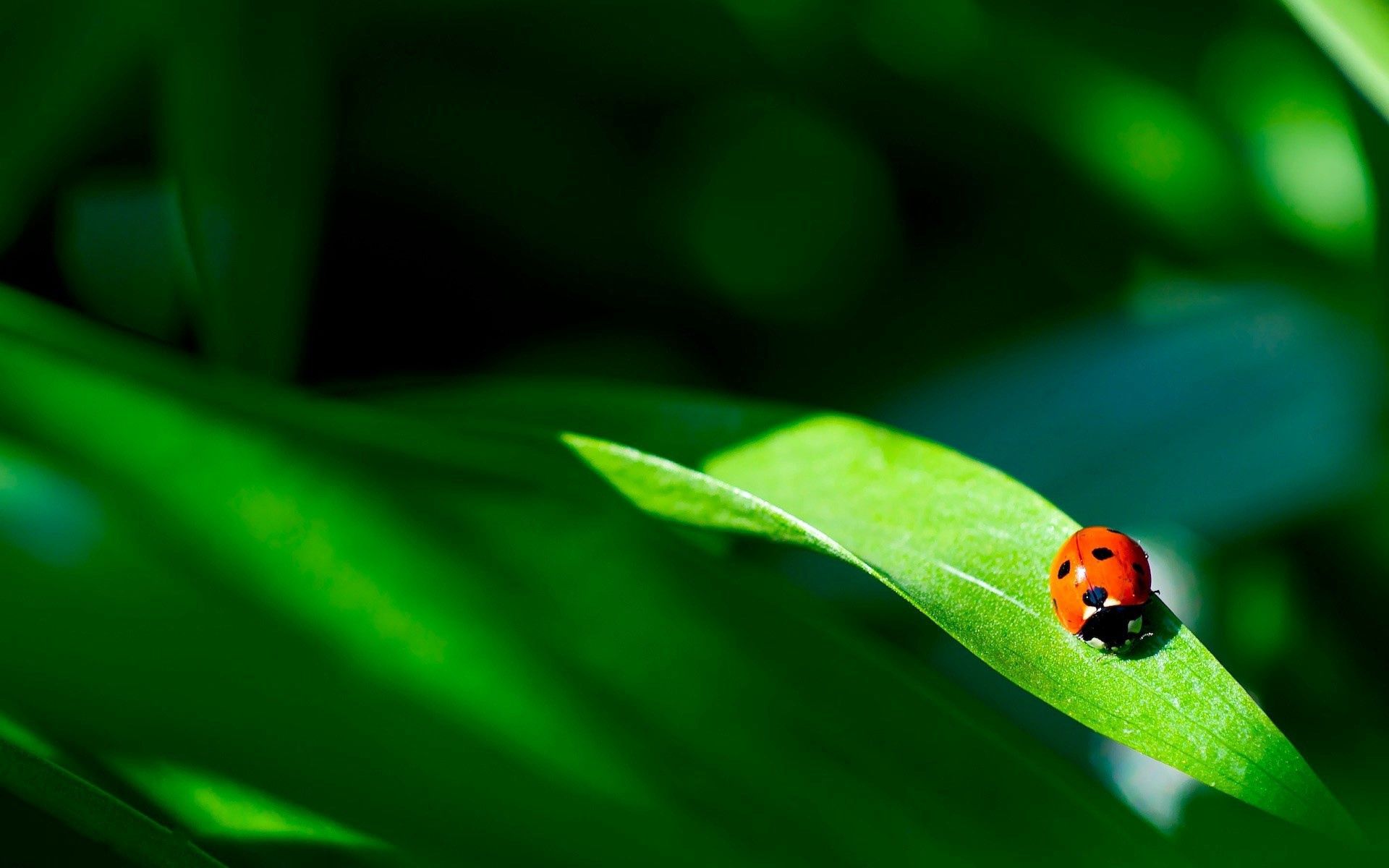 Laden Sie das Makro, Blatt, Ladybird, Pflanze, Marienkäfer-Bild kostenlos auf Ihren PC-Desktop herunter