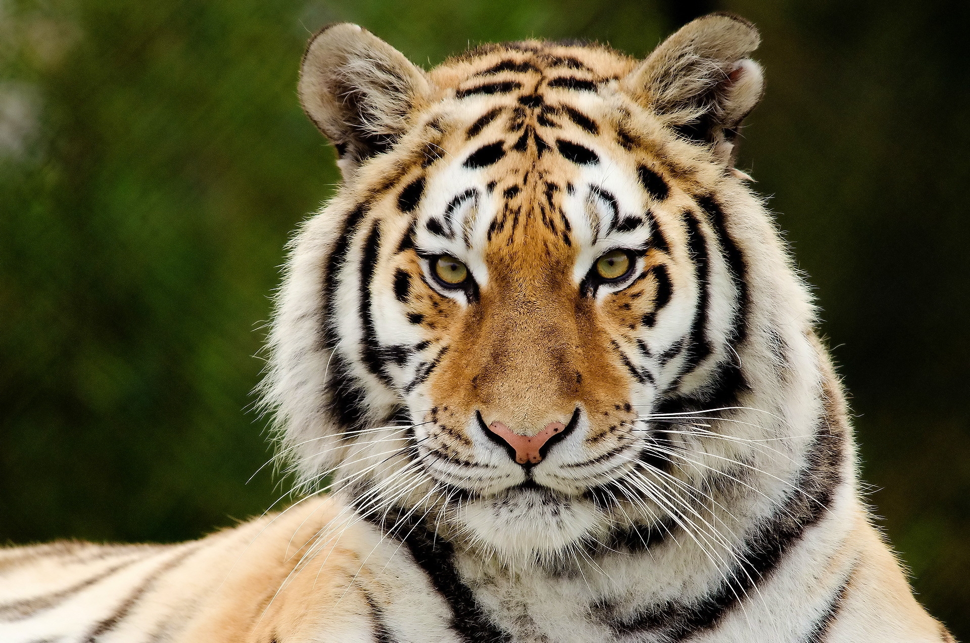 muzzle, animals, predator, big cat, sight, opinion, tiger, surprise, astonishment QHD
