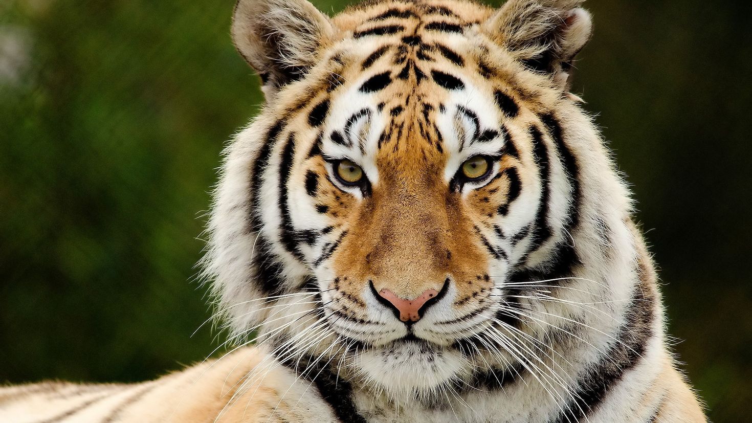 Картинки лиц животных. Тайгер тигр. Амурский (Уссурийский) тигр. Морда тигра. Тигрица.