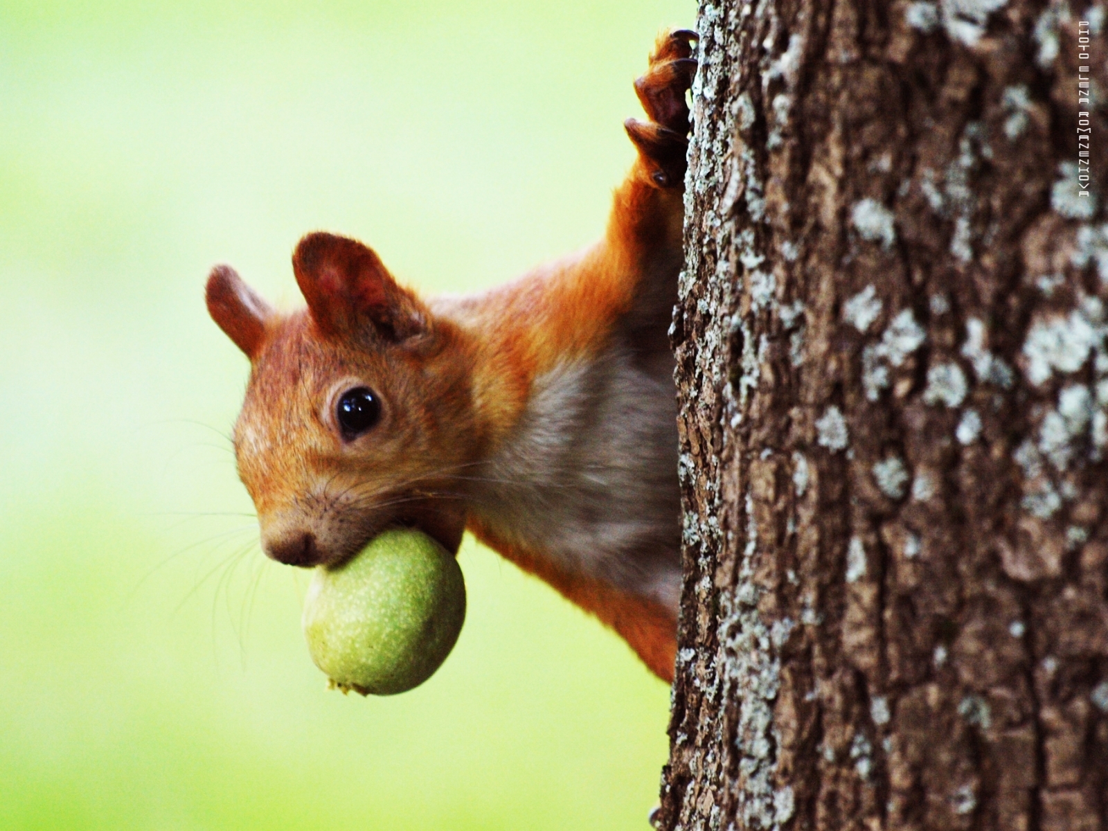 Free download wallpaper Squirrel, Animals on your PC desktop