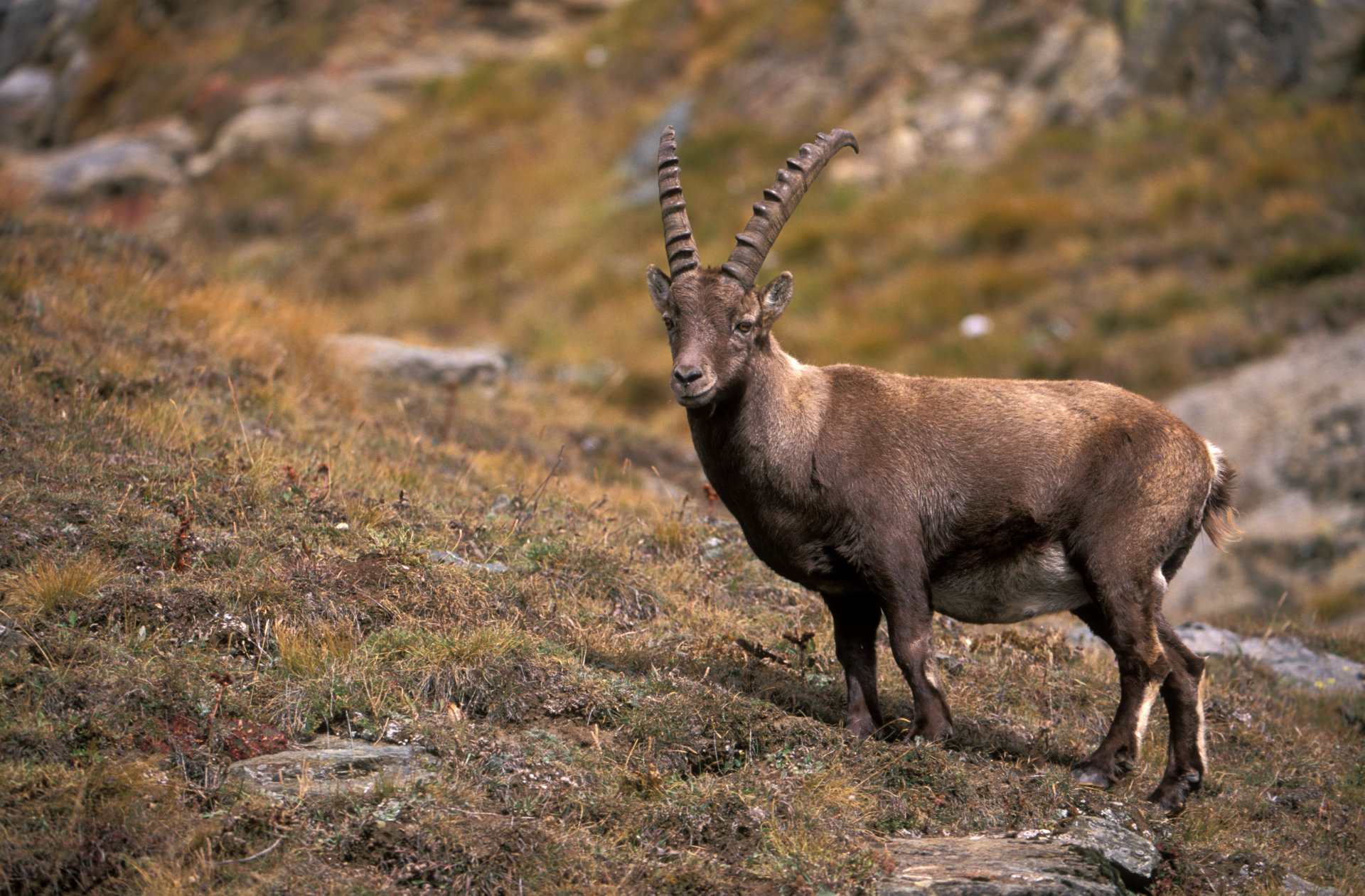 alpine ibex, animal iphone wallpaper