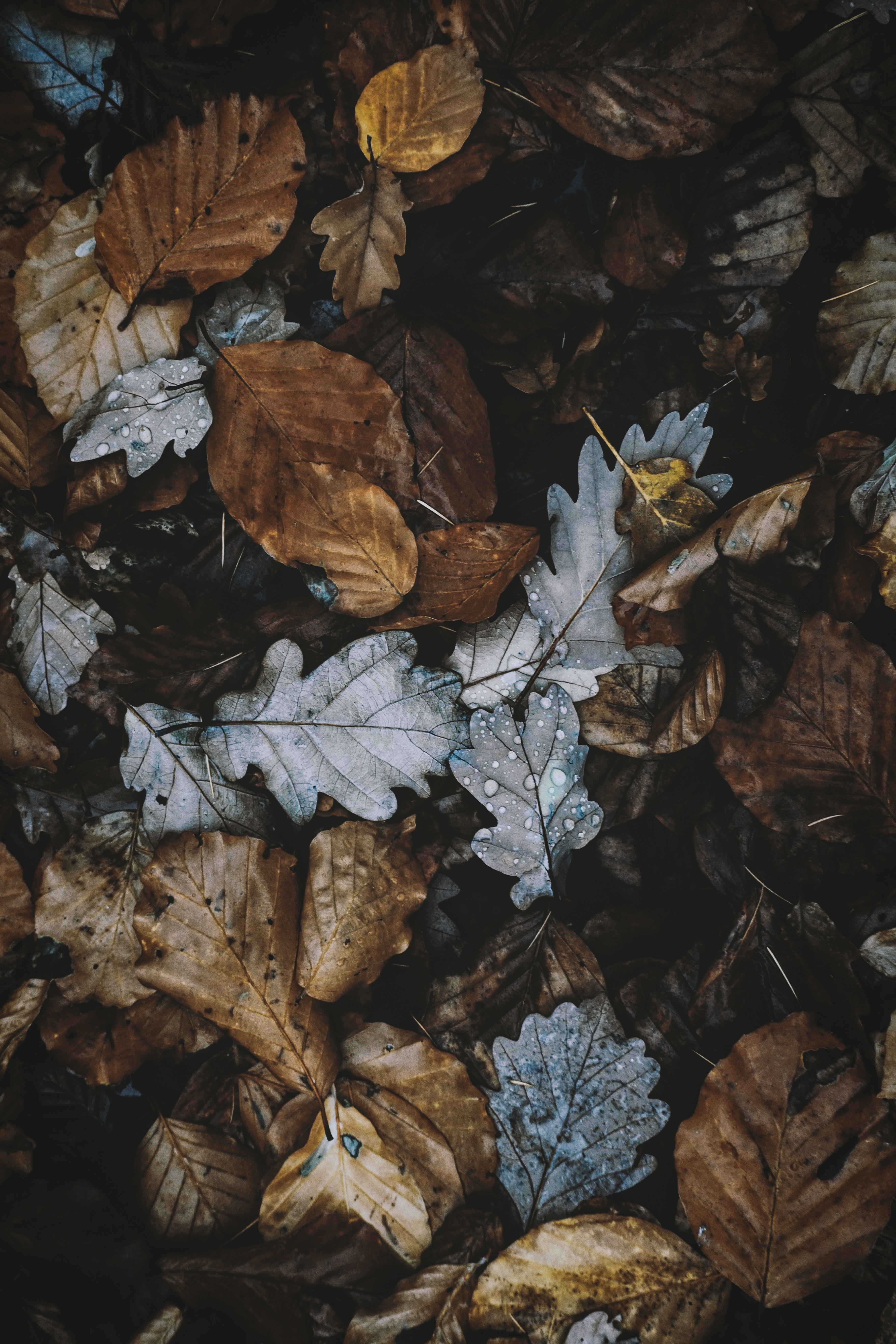 autumn, foliage, nature, leaves, dry for android
