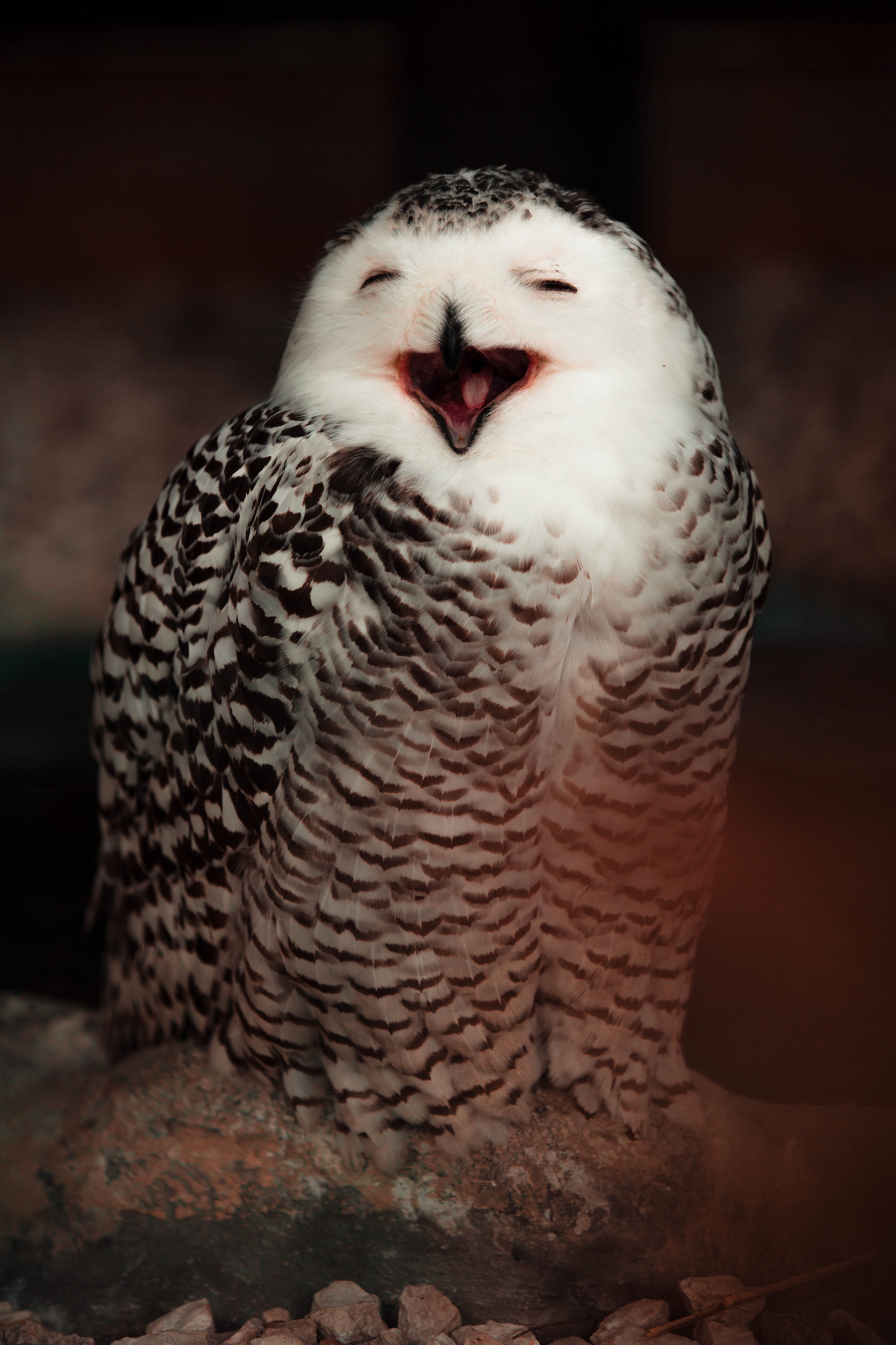 emotions, owl, animals, bird, cool, white owl, polar owl for android