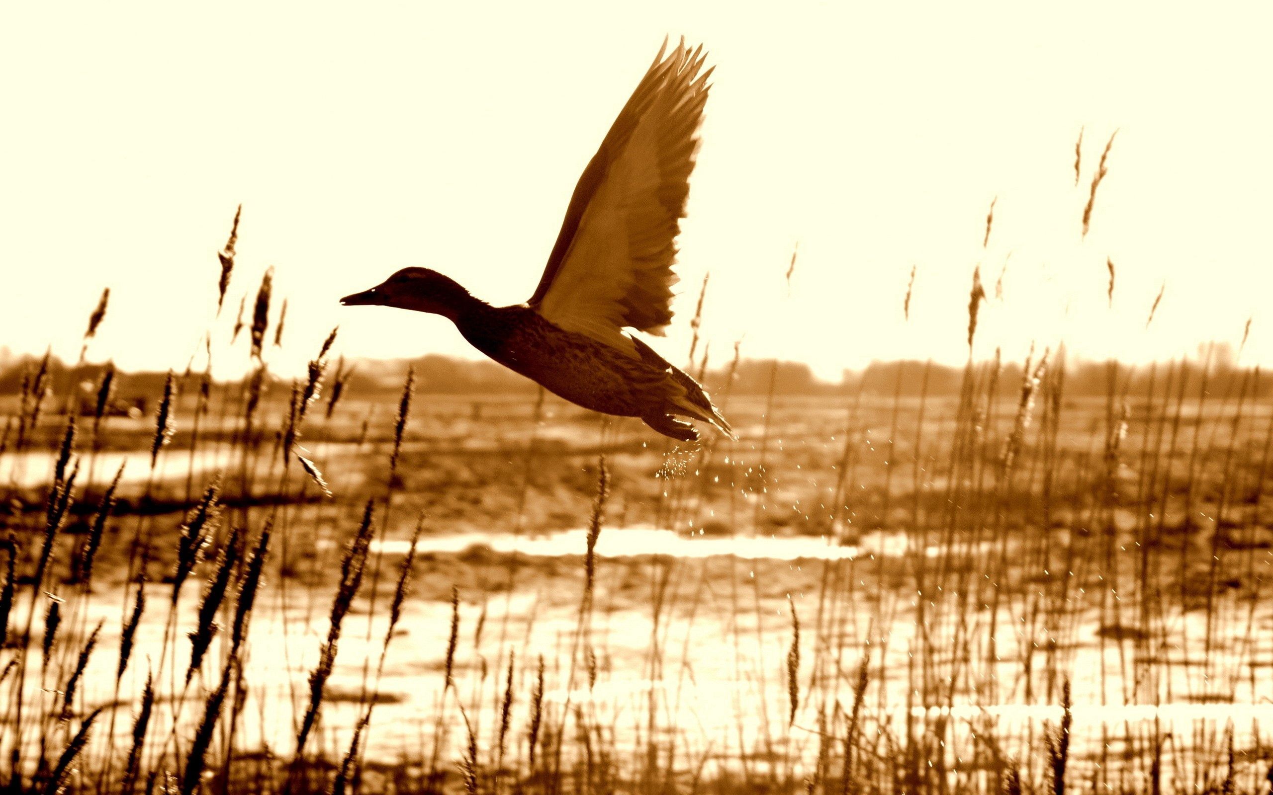 duck, animals, grass, lake, flight