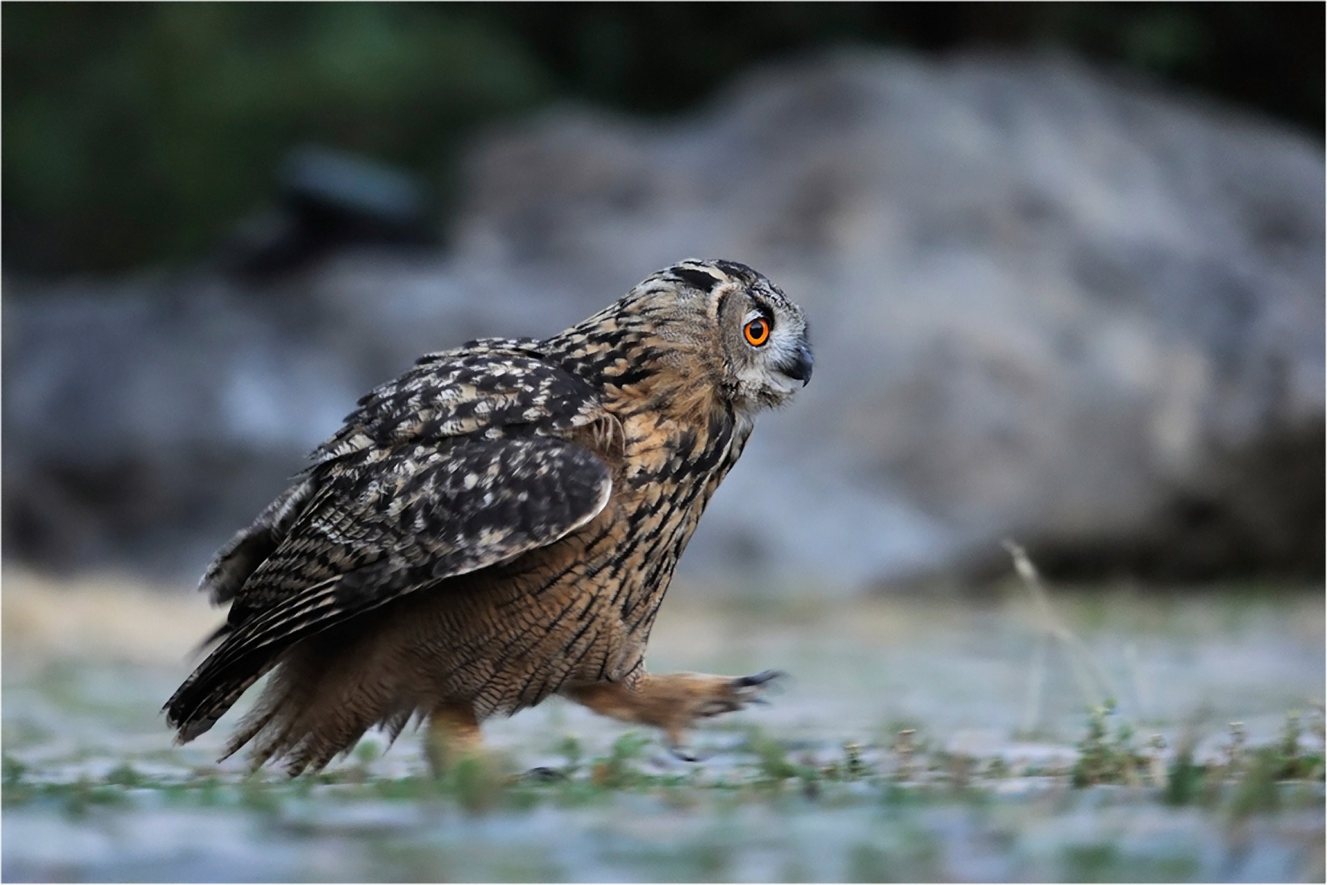 owl, animals, bird, forest, predator, stroll 1080p