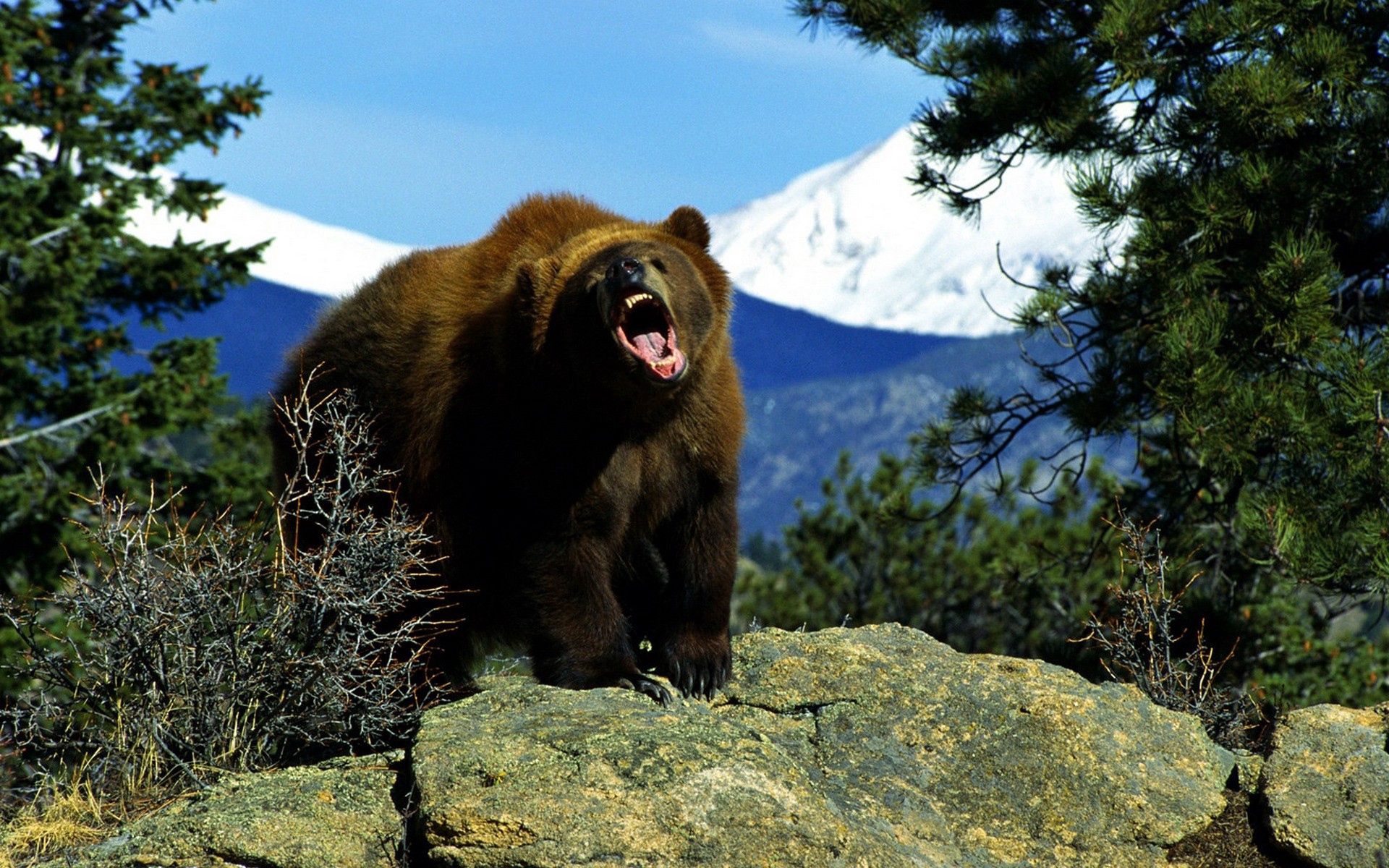 Download mobile wallpaper Roar, Scream, Elevation, Animals, Trees, Cry, Bear for free.