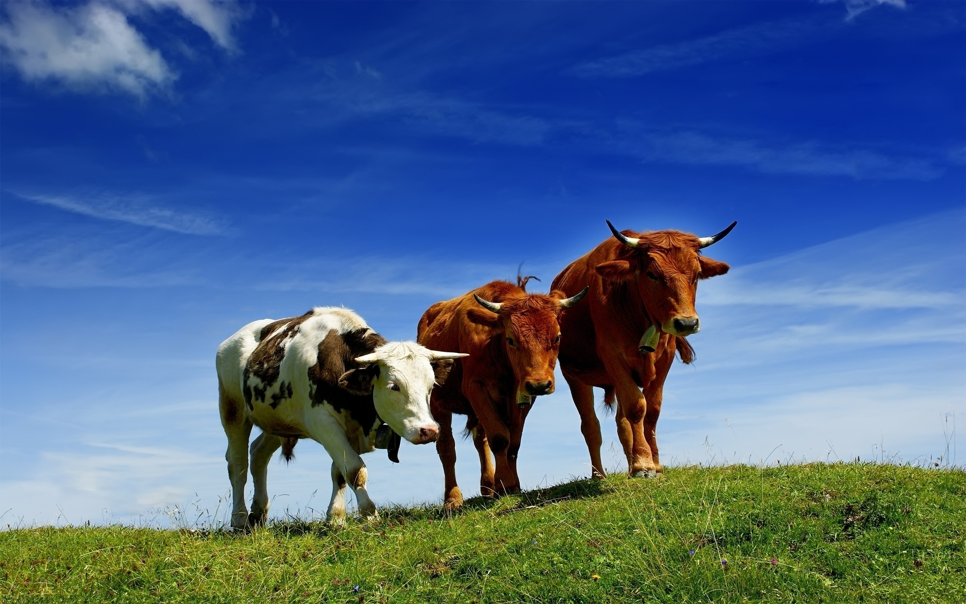 cows, animals, grass, blue