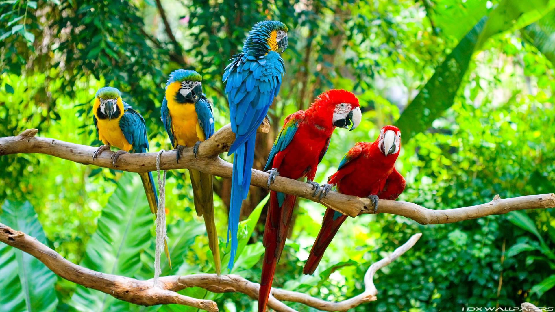 Download mobile wallpaper Birds, Animal, Macaw, Parrot, Blue And Yellow Macaw, Red And Green Macaw for free.
