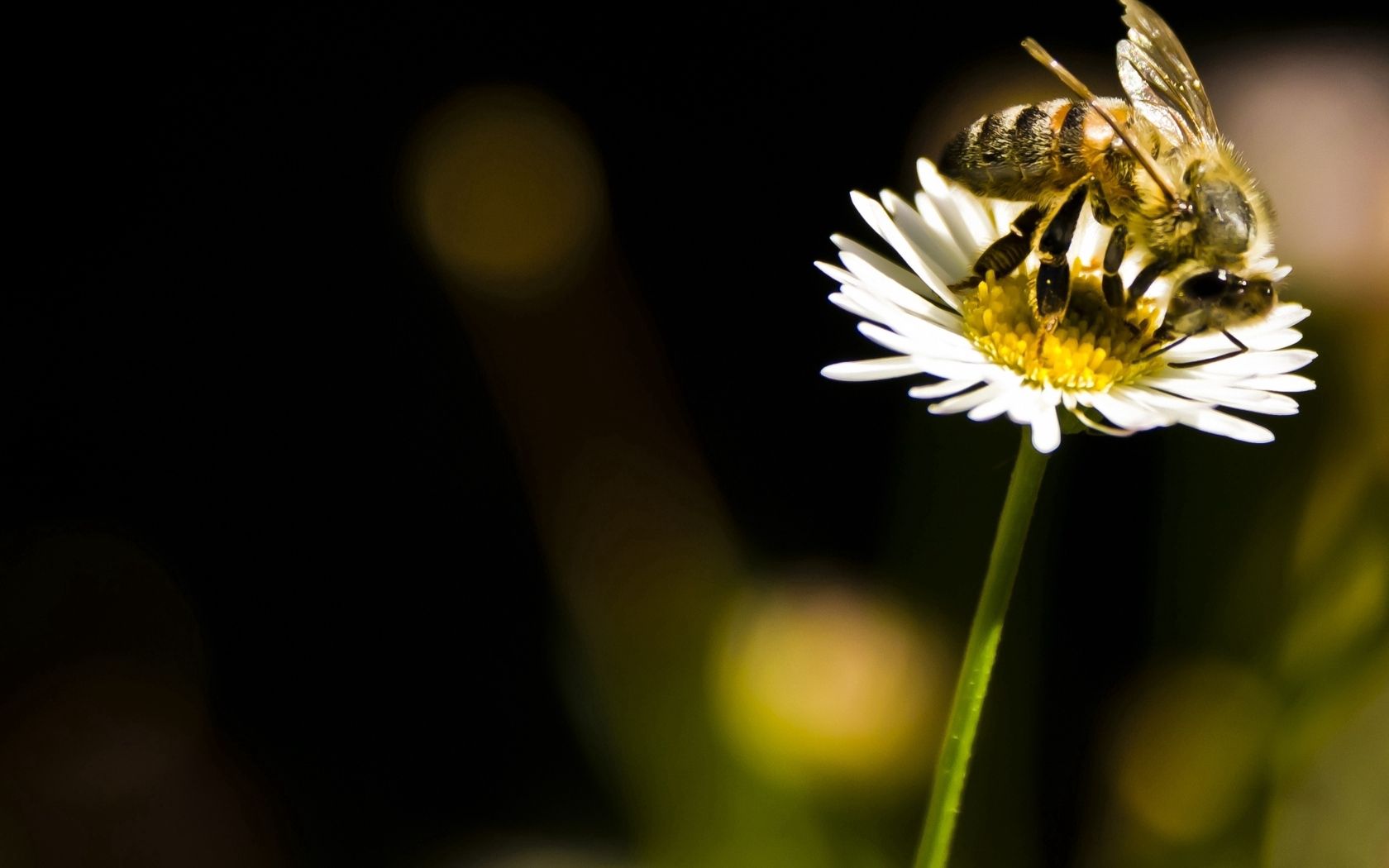 111450 скачать обои цветок, макро, насекомое, пчела, опыление - заставки и картинки бесплатно