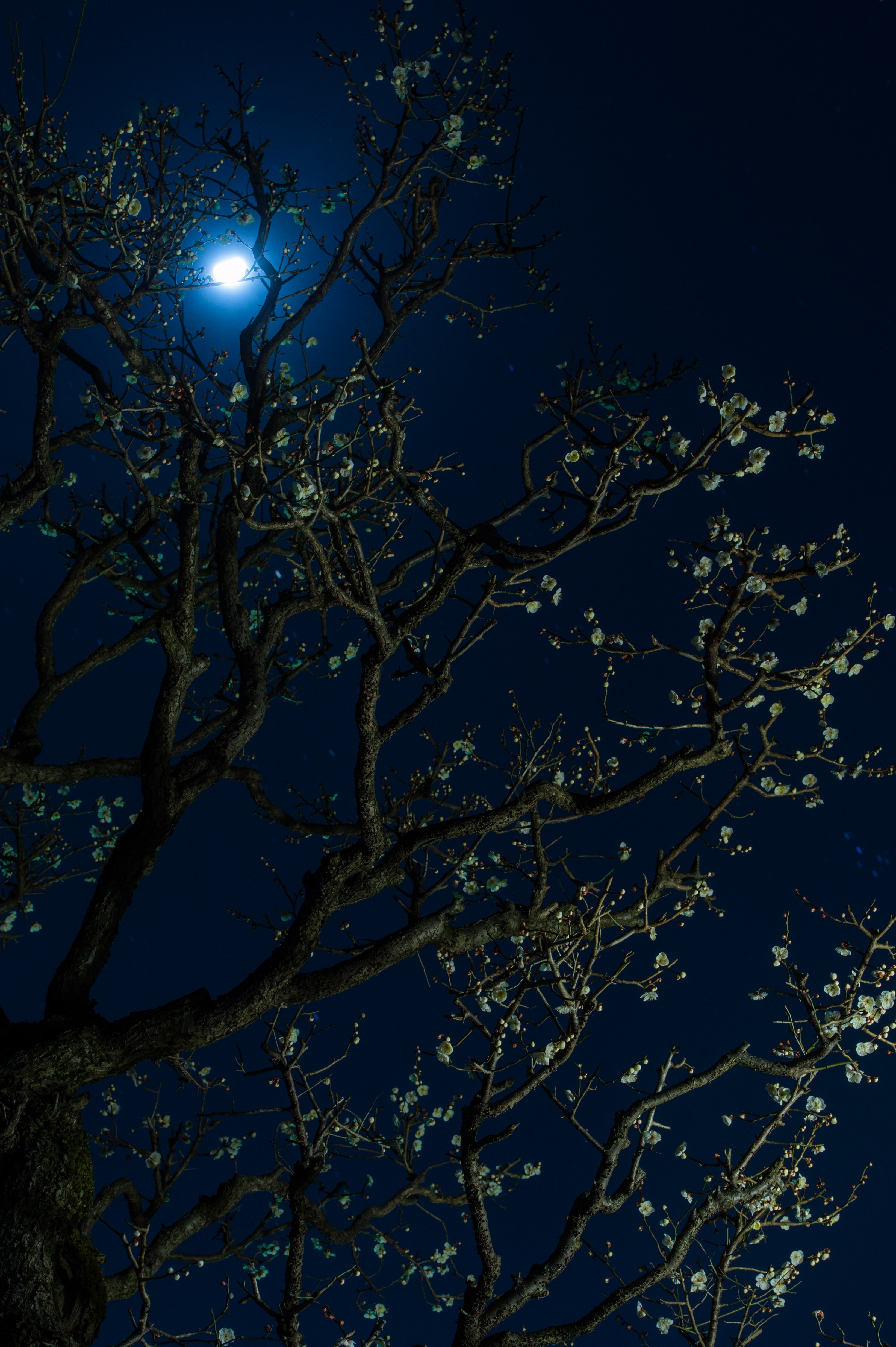 android moon, dark, flowers, cherry, night, wood, tree