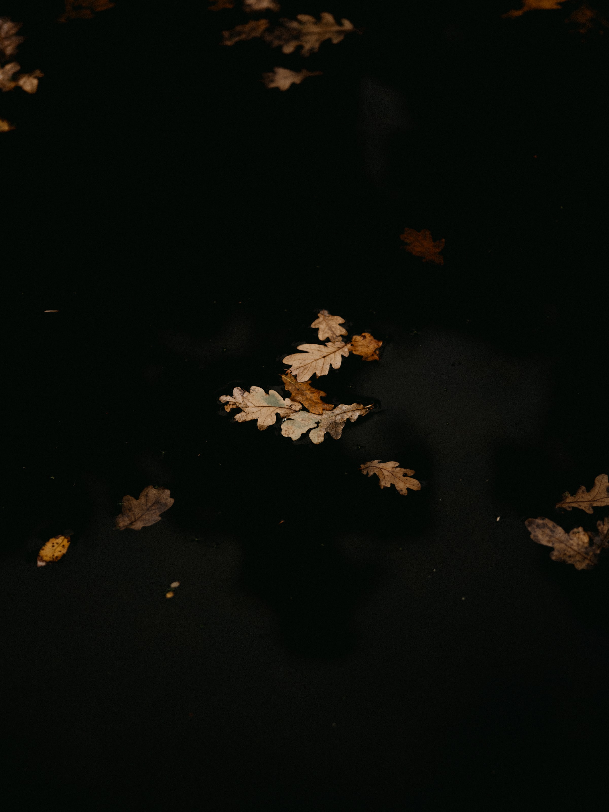 nature, autumn, leaves, puddle