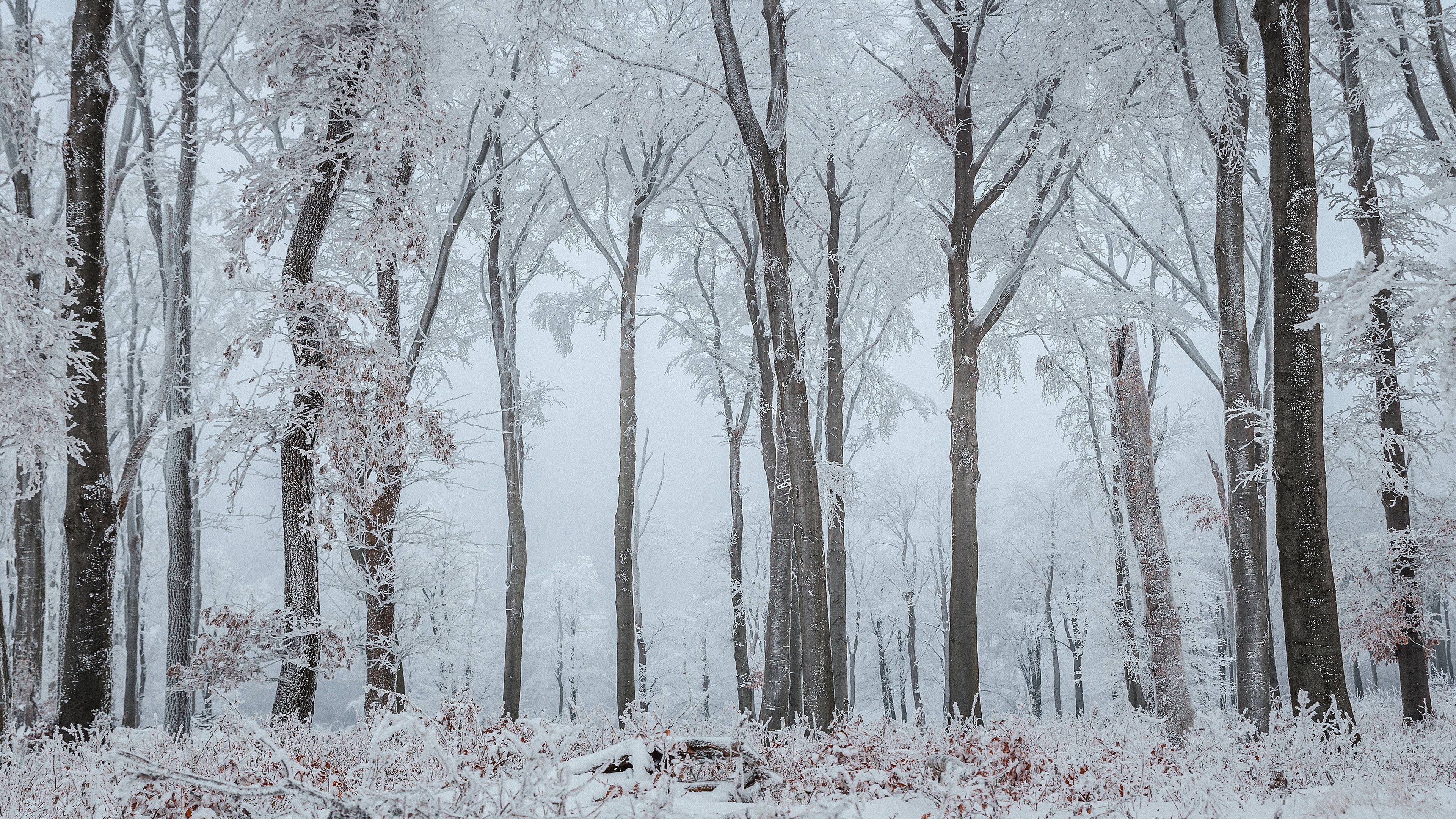 earth, winter, forest, frost, snow, trunk Full HD