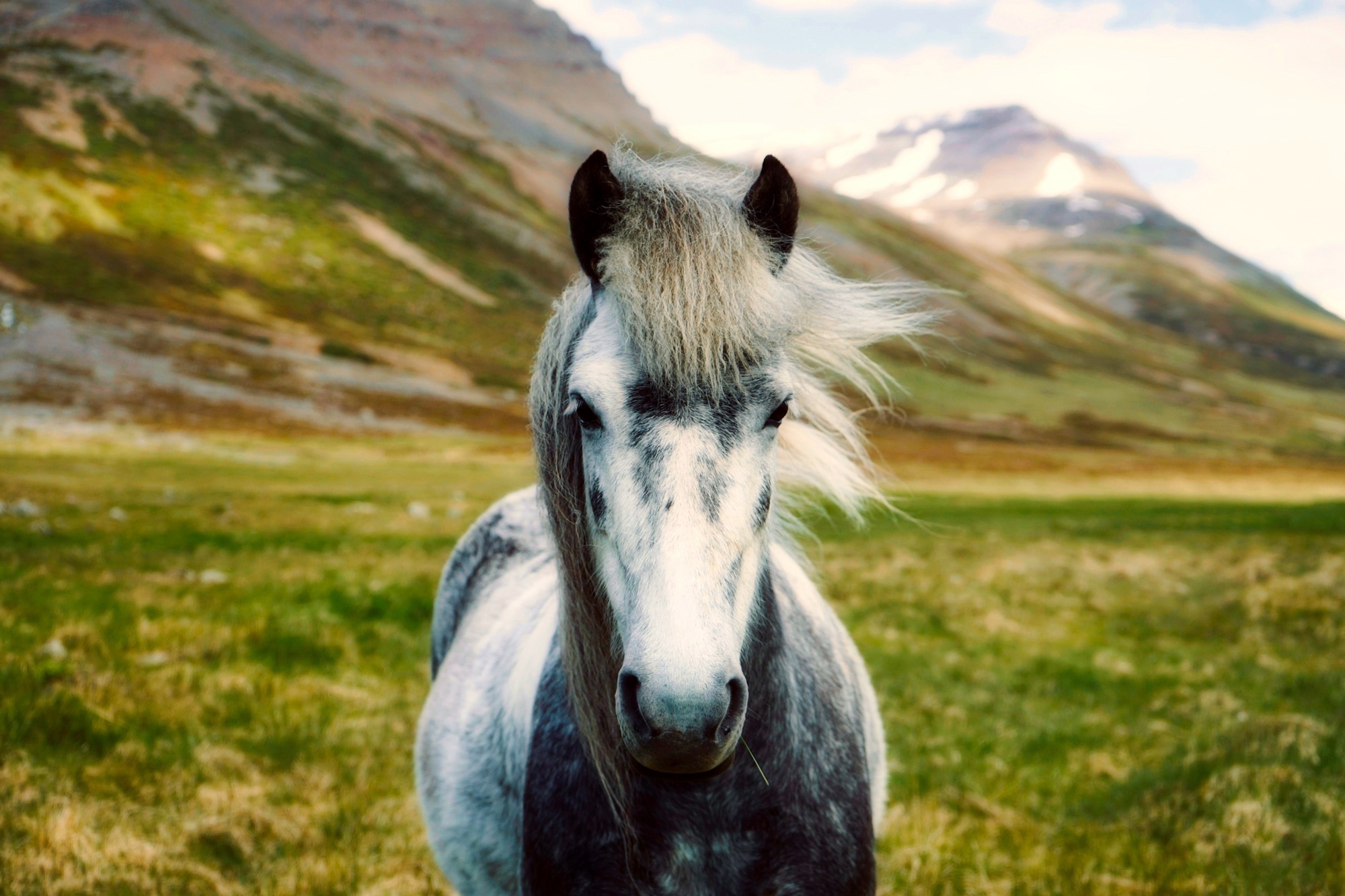 Дикие лошади Исландии