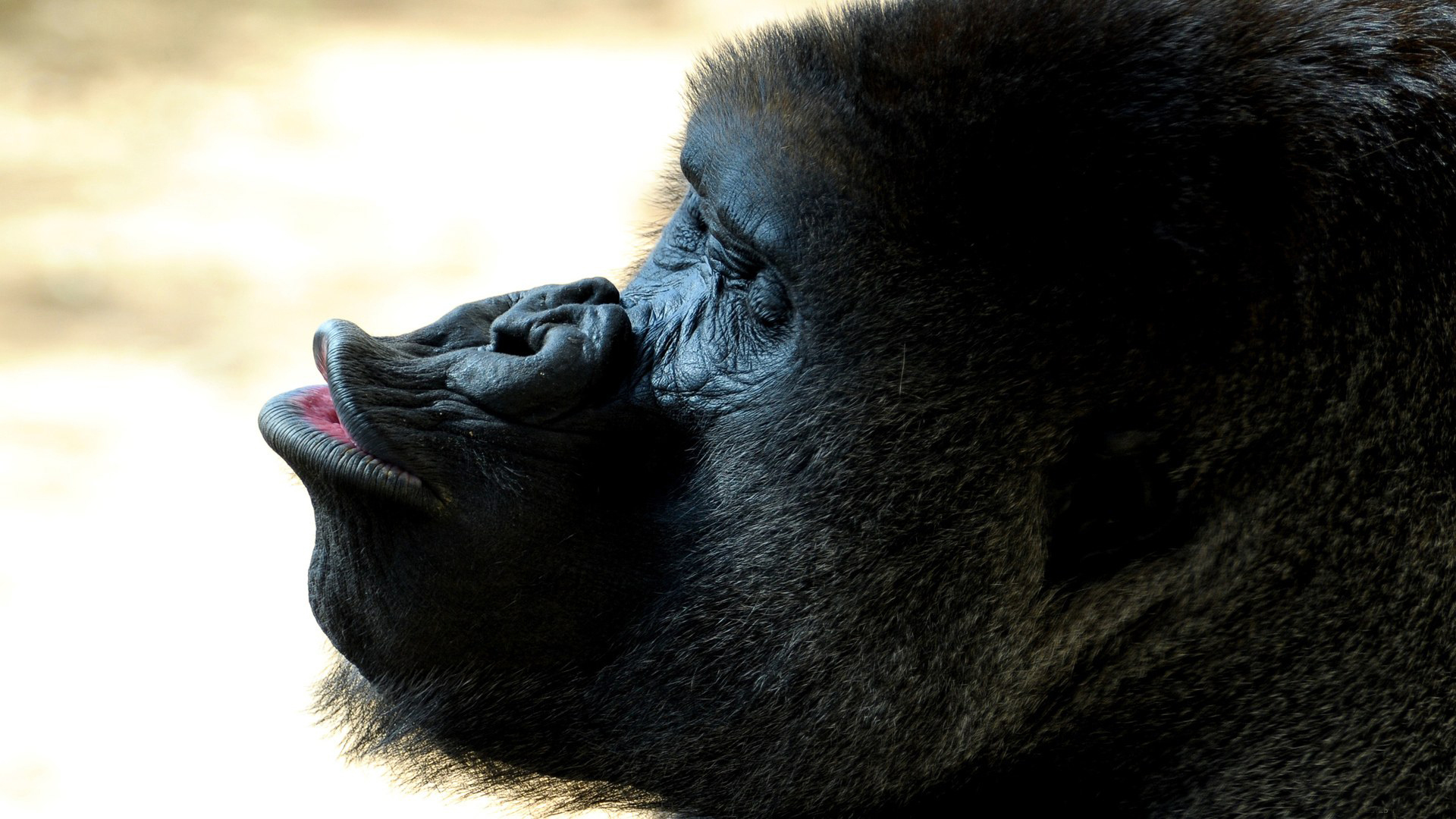 animal, gorilla 1080p