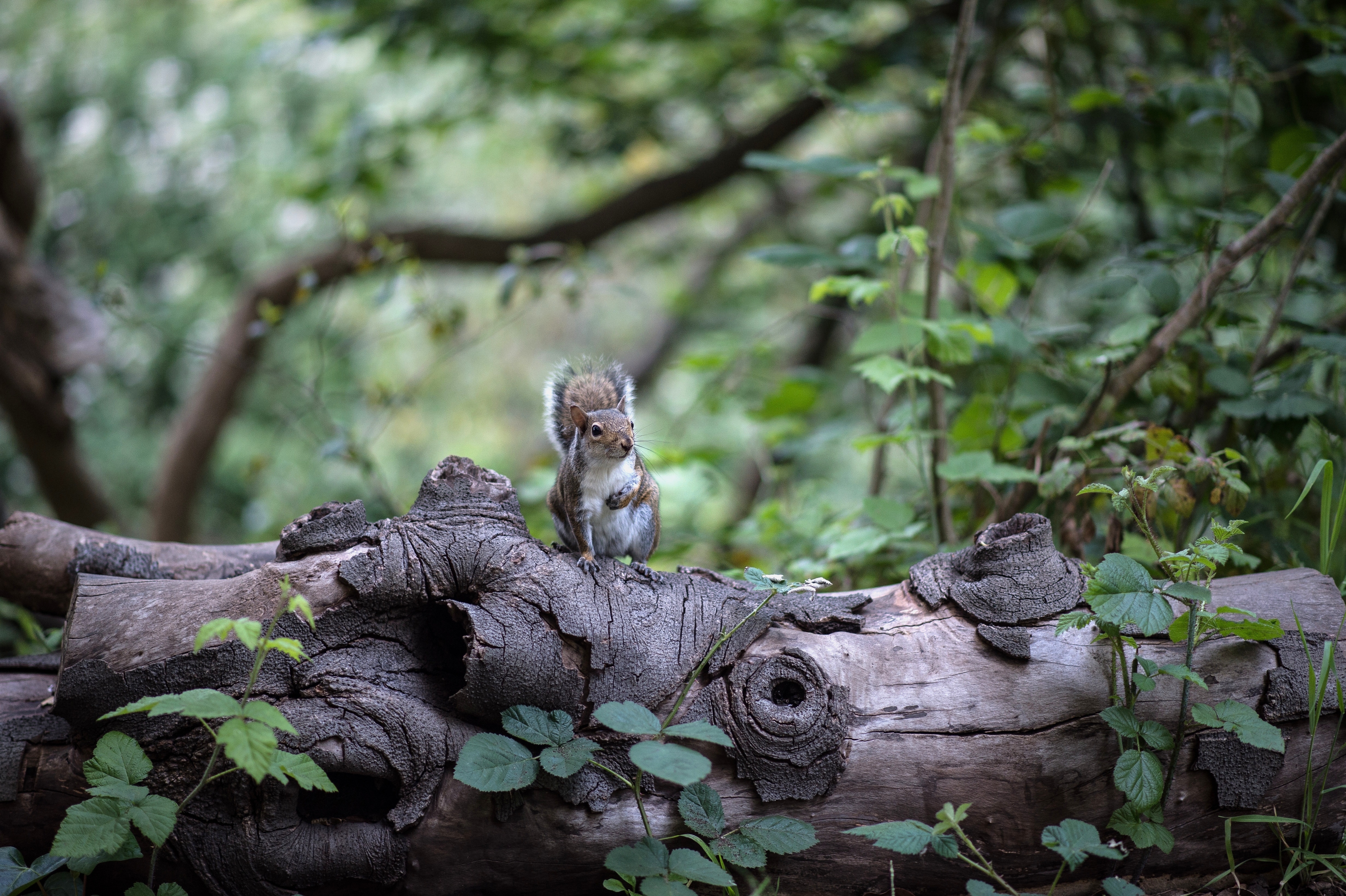 Mobile wallpaper wood, sits, animals, squirrel, tree, is sitting, rodent