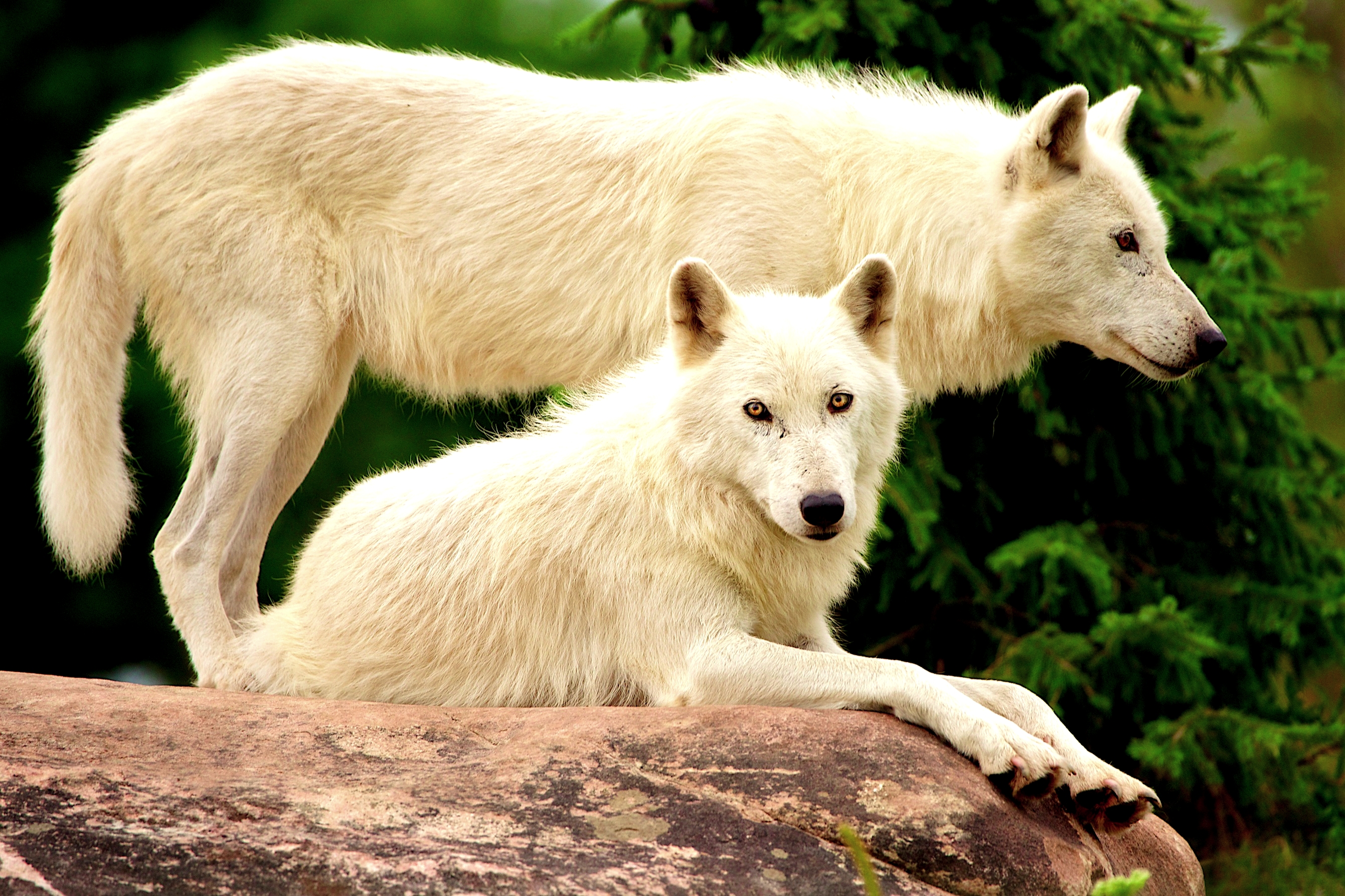 392885 baixar papel de parede animais, lobo, lobo branco, lobos - protetores de tela e imagens gratuitamente