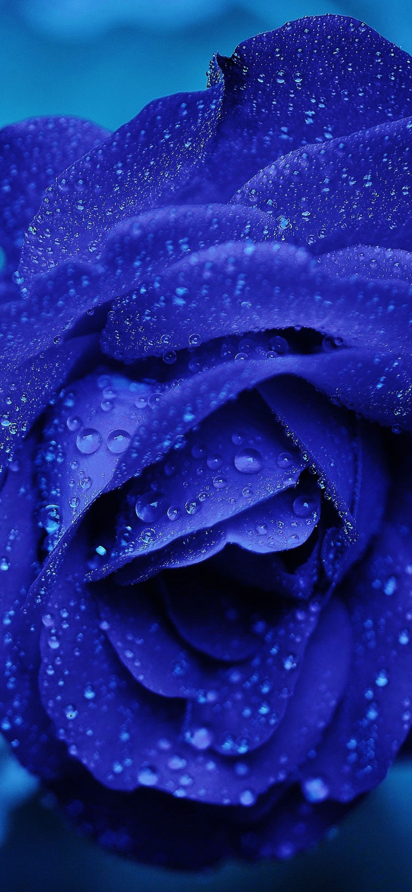 Download mobile wallpaper Flowers, Rose, Earth, Blue Rose, Water Drop, Blue Flower for free.