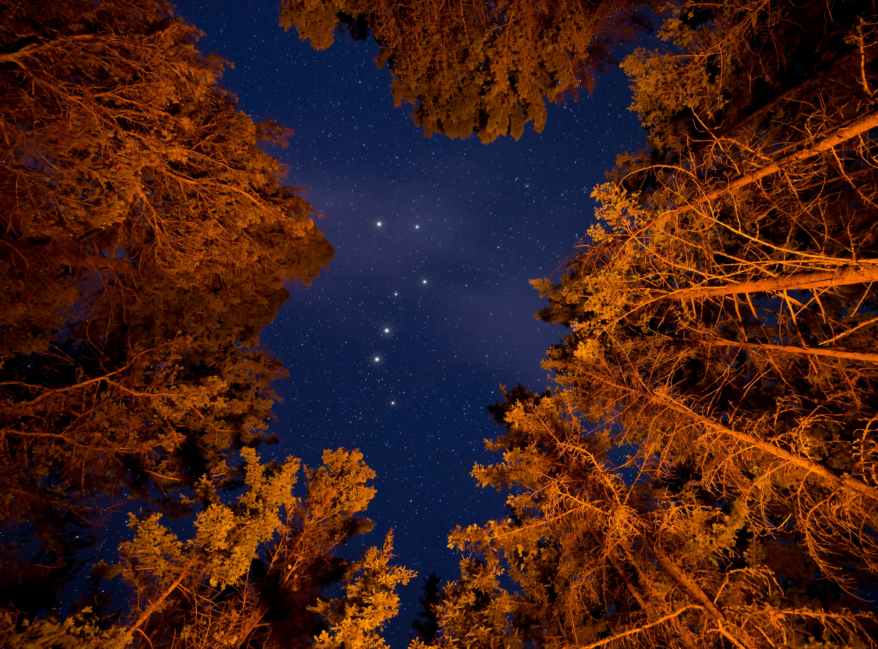 stars, nature, trees, sky, night, starry sky, bottom view Free Stock Photo