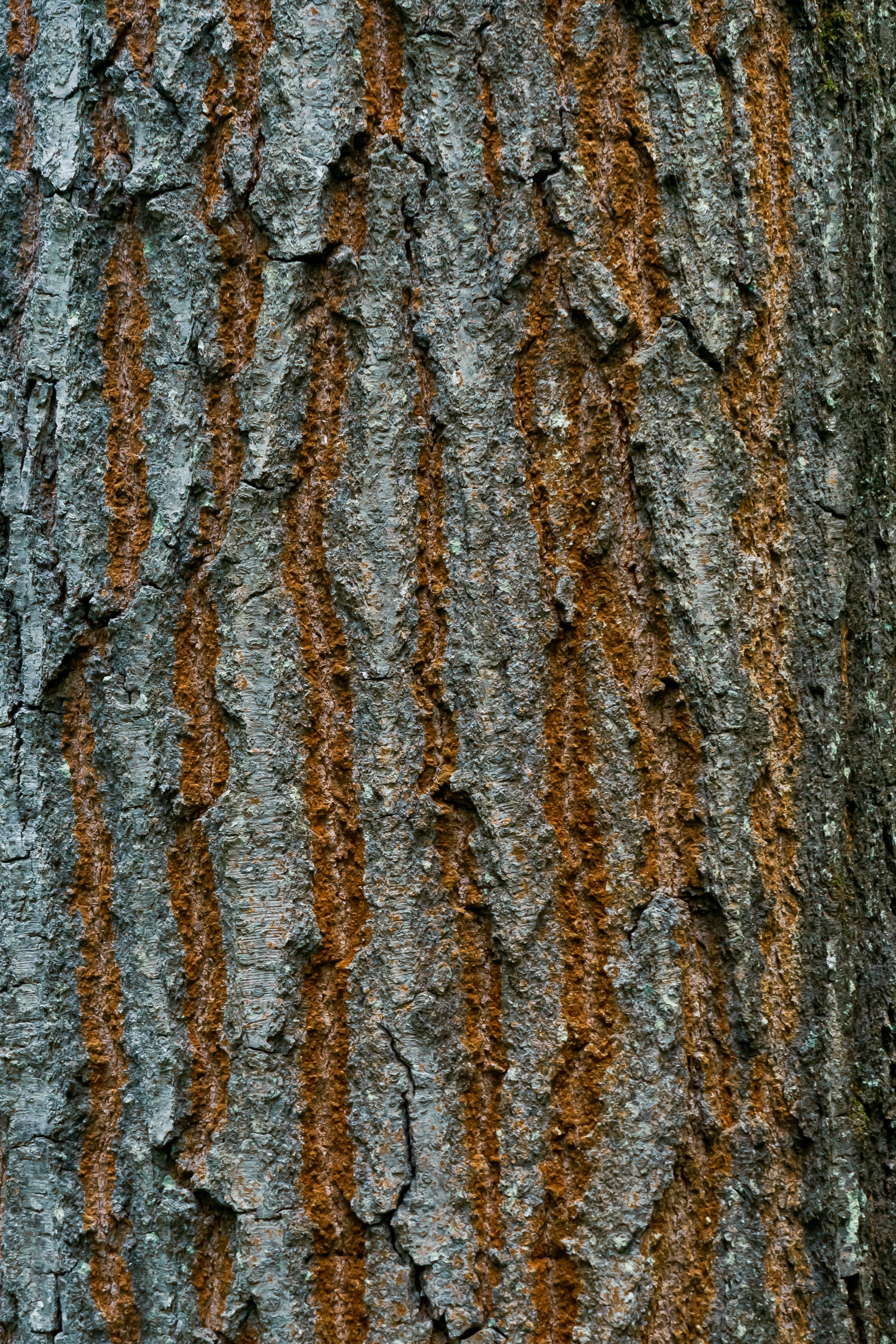 HD wallpaper wood, tree, texture, textures, crack, bark