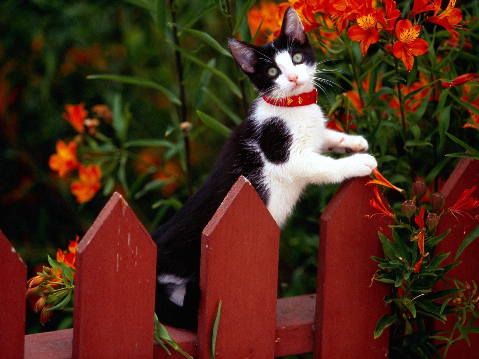 animals, kitty, kitten, spotted, spotty, fence, climb