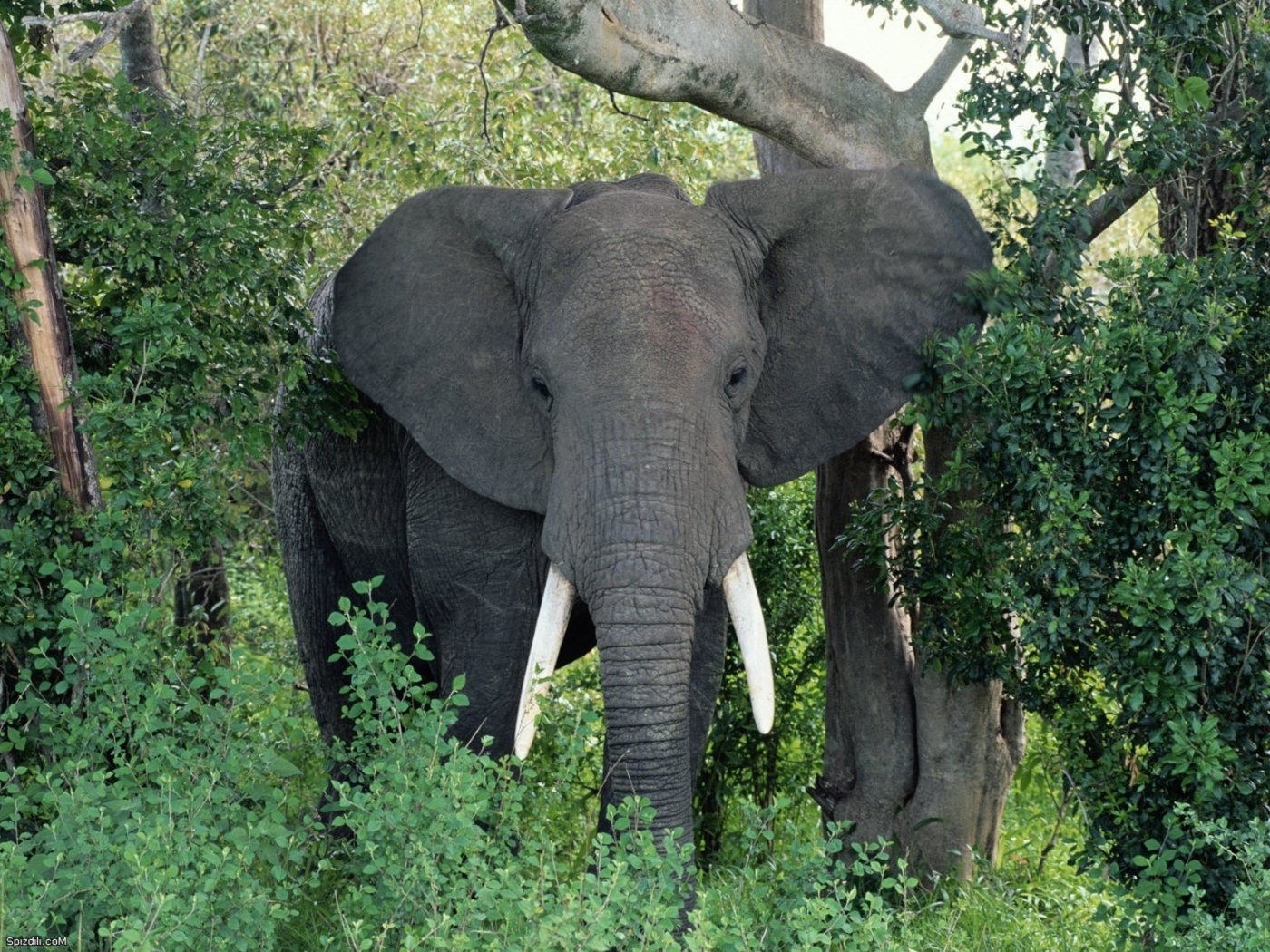Download mobile wallpaper Elephants, Animals for free.