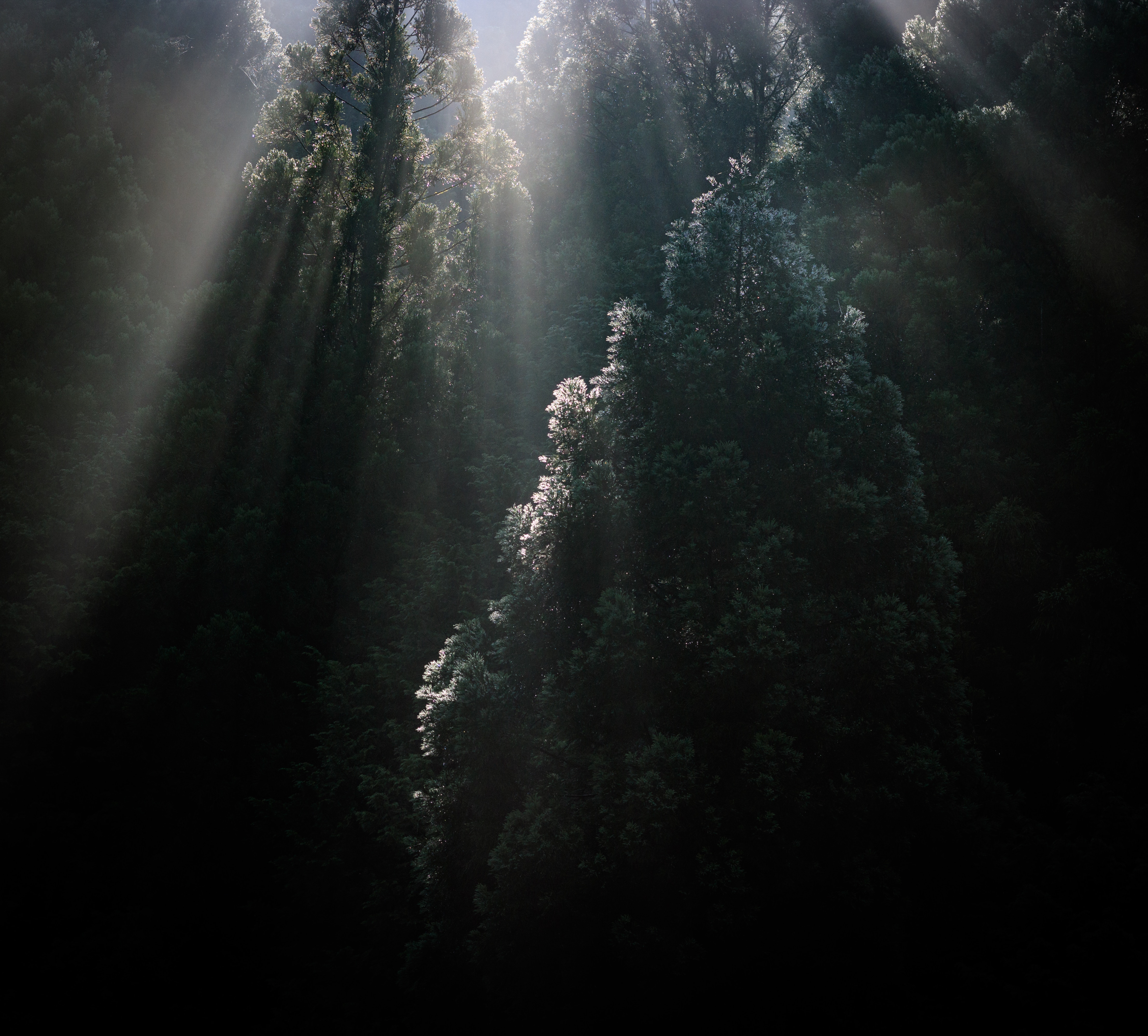 Скачать обои бесплатно Туман, Солнечные Лучи, Деревья, Верхушки, Природа, Лес картинка на рабочий стол ПК