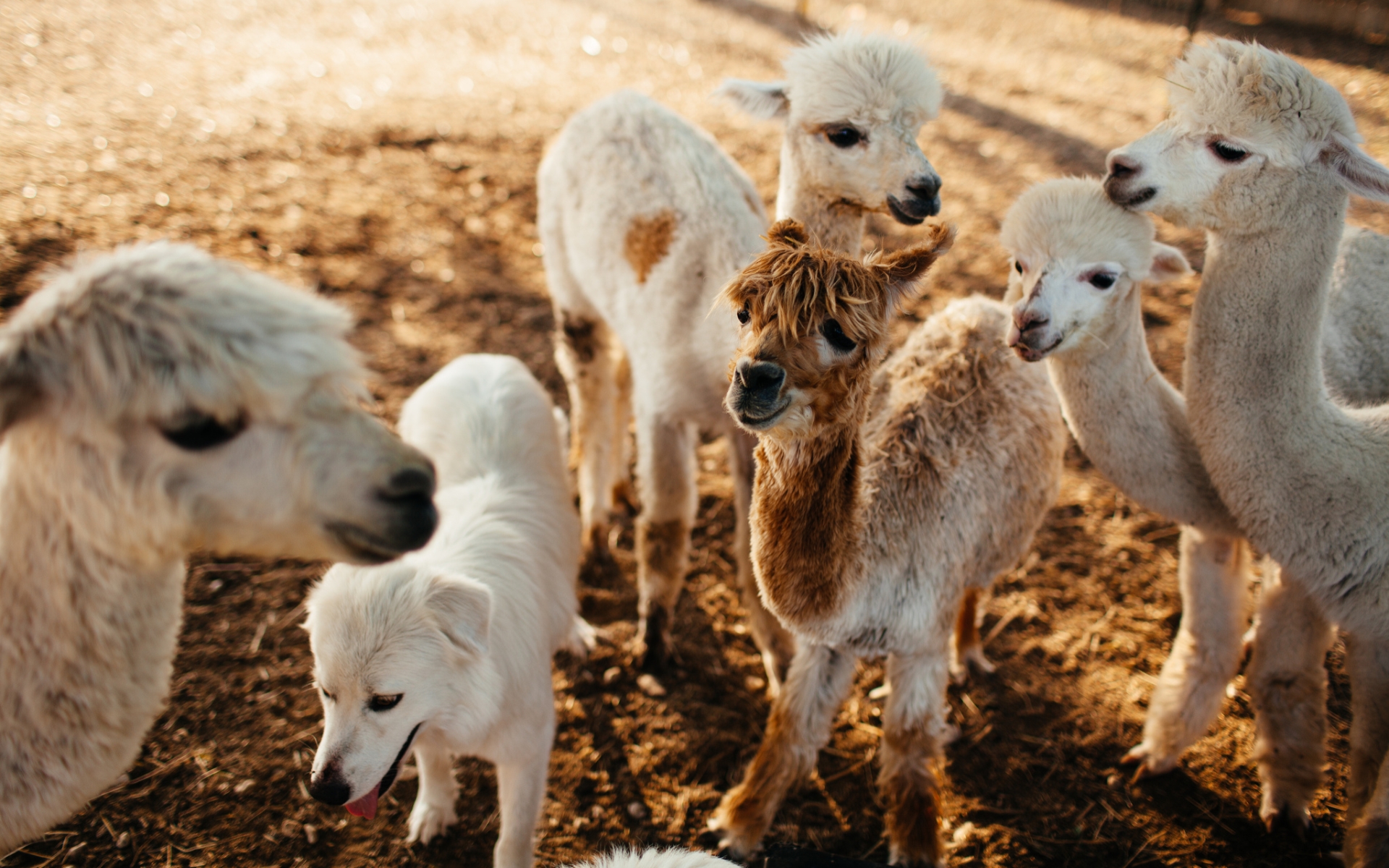 alpaca, animal Smartphone Background