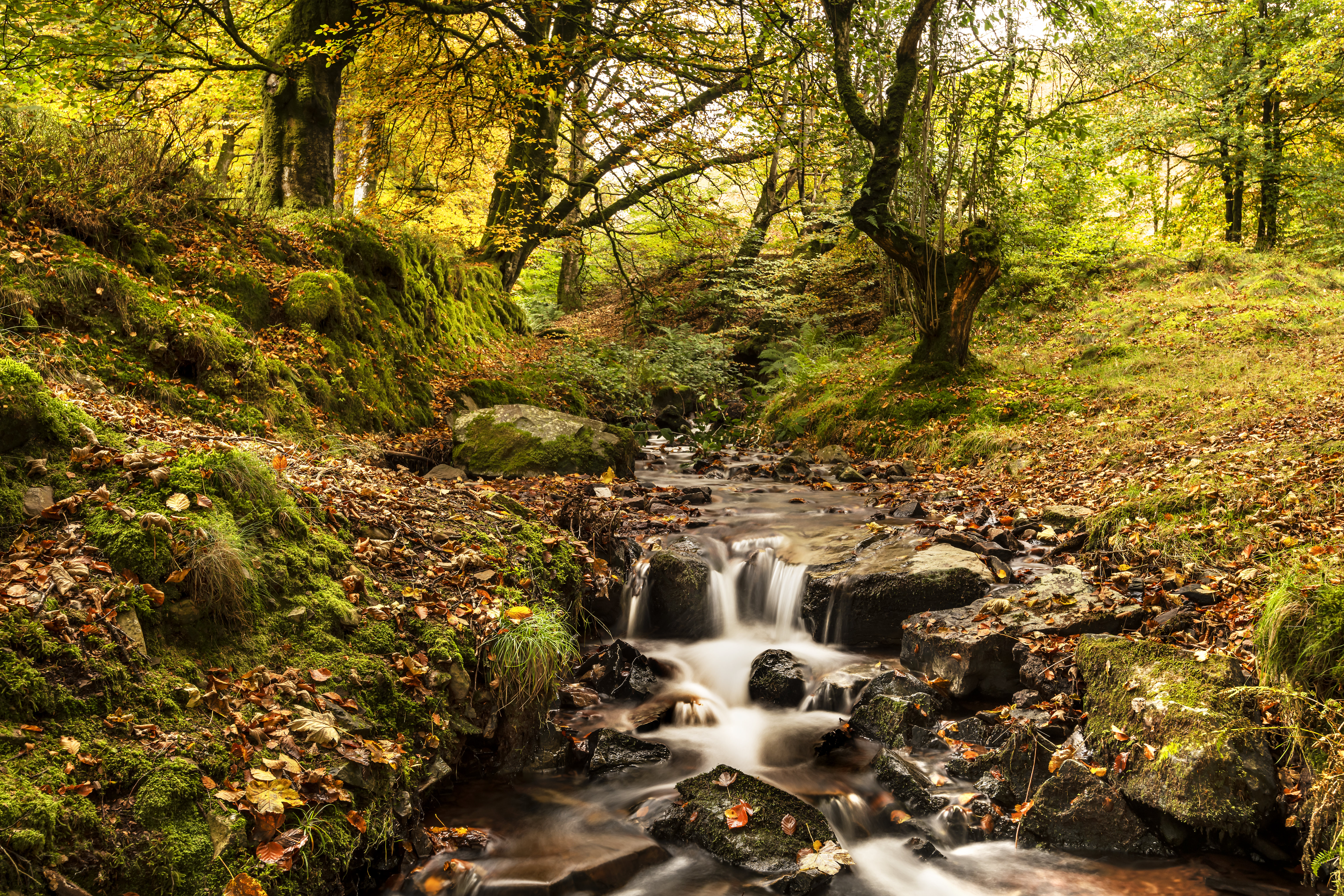 rivers, autumn, trees, nature, creek, brook cellphone