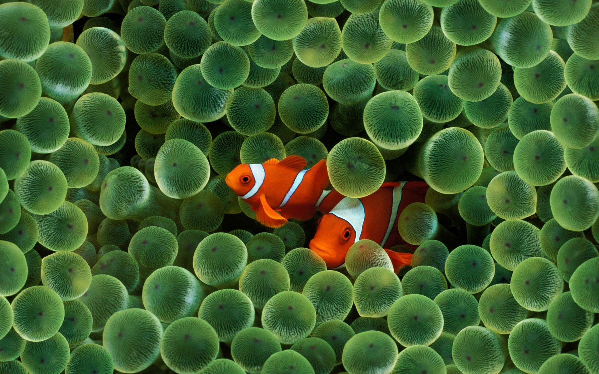 Best Clownfish Desktop Wallpapers